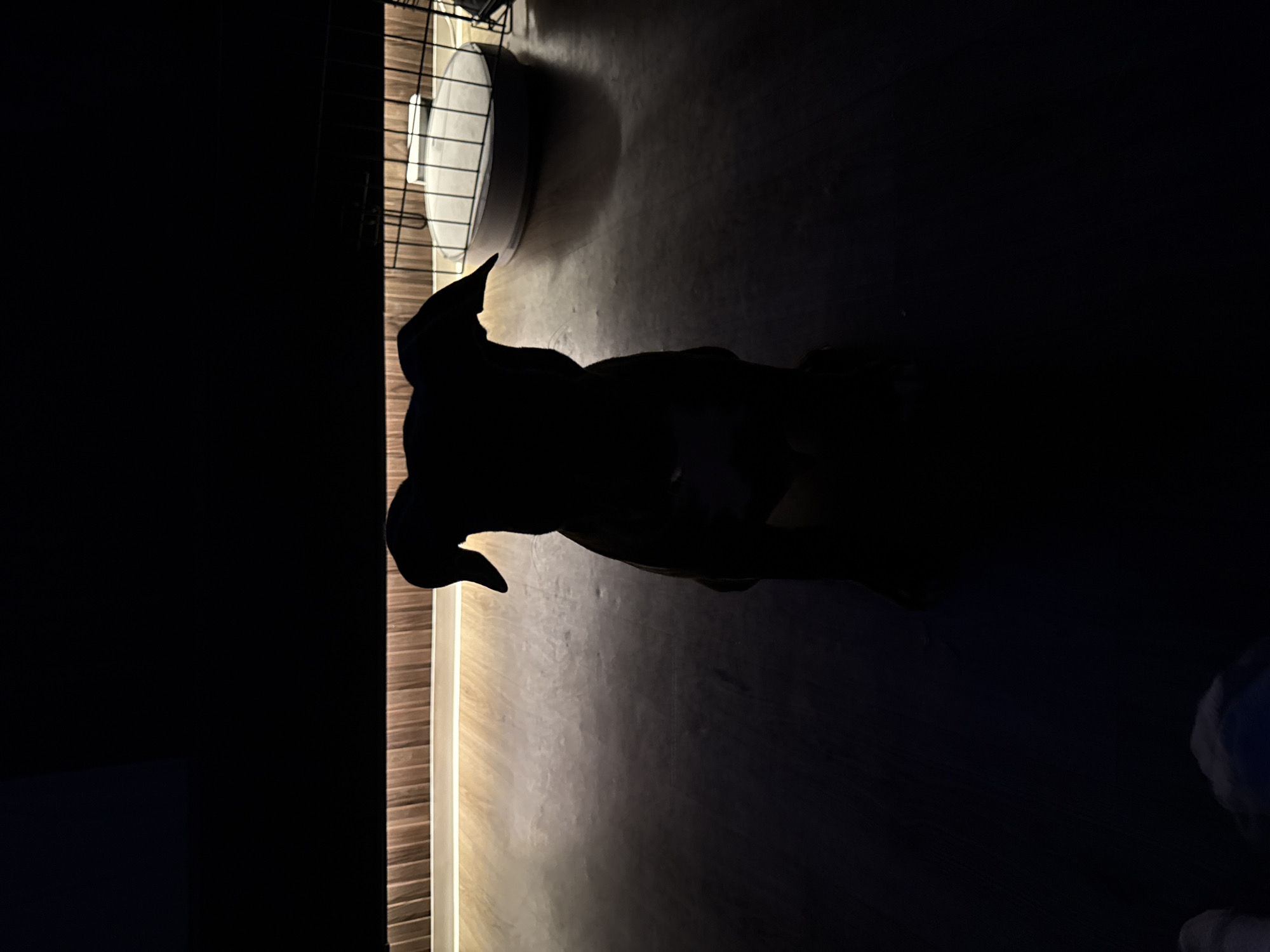 The image presents a dimly lit indoor scene, likely at night, in Lobanovo, Russia. A large, dark silhouette of a figure, possibly a person wearing a hood or a costume, stands prominently in the foreground. The figure, facing generally towards the right, exhibits a distinct pointed shape at the top of its head or hood and a robust, solid body outline.
The lighting is dramatic and low-key, creating strong contrasts. A linear light source, possibly an LED strip, runs vertically along a wooden or textured wall on the left, casting a bright glow on that section and subtly illuminating the dark, polished floor directly in front of the silhouetted figure. The majority of the room is enveloped in deep shadow, rendering further details obscure and contributing to a mysterious atmosphere.
In the mid-ground, a metal cage-like structure, possibly a pet crate or part of a furniture piece, is partially visible. Within or near this structure, a round, light-colored object, which could be a pet bed or dish, can be discerned. The floor beneath the figure and background elements is a dark, possibly reflective surface. The figure appears to be standing still, and no specific activity or event is clearly taking place beyond its presence in the dark space. No visible text is present in the image.