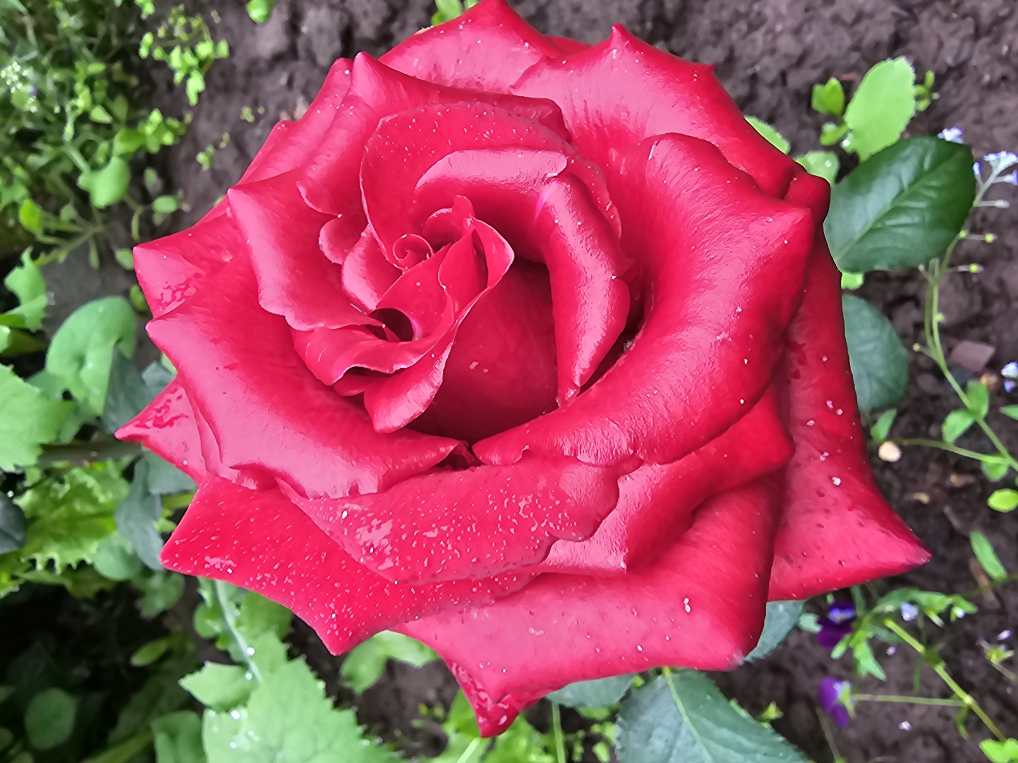 A close-up, high-angle shot captures a vibrant red rose in full bloom, its petals glistening with water droplets. The rose dominates the frame, its velvety texture and deep crimson hue rendered in sharp detail. The background is softly blurred, revealing lush green foliage and dark, moist soil, suggesting a garden setting. Tiny purple flowers peek out from the lower left and right corners, adding a touch of delicate color contrast. The image appears to be taken outdoors, likely in a garden or park, in a natural light setting. The scene is peaceful and serene, focusing entirely on the beauty of the single rose.