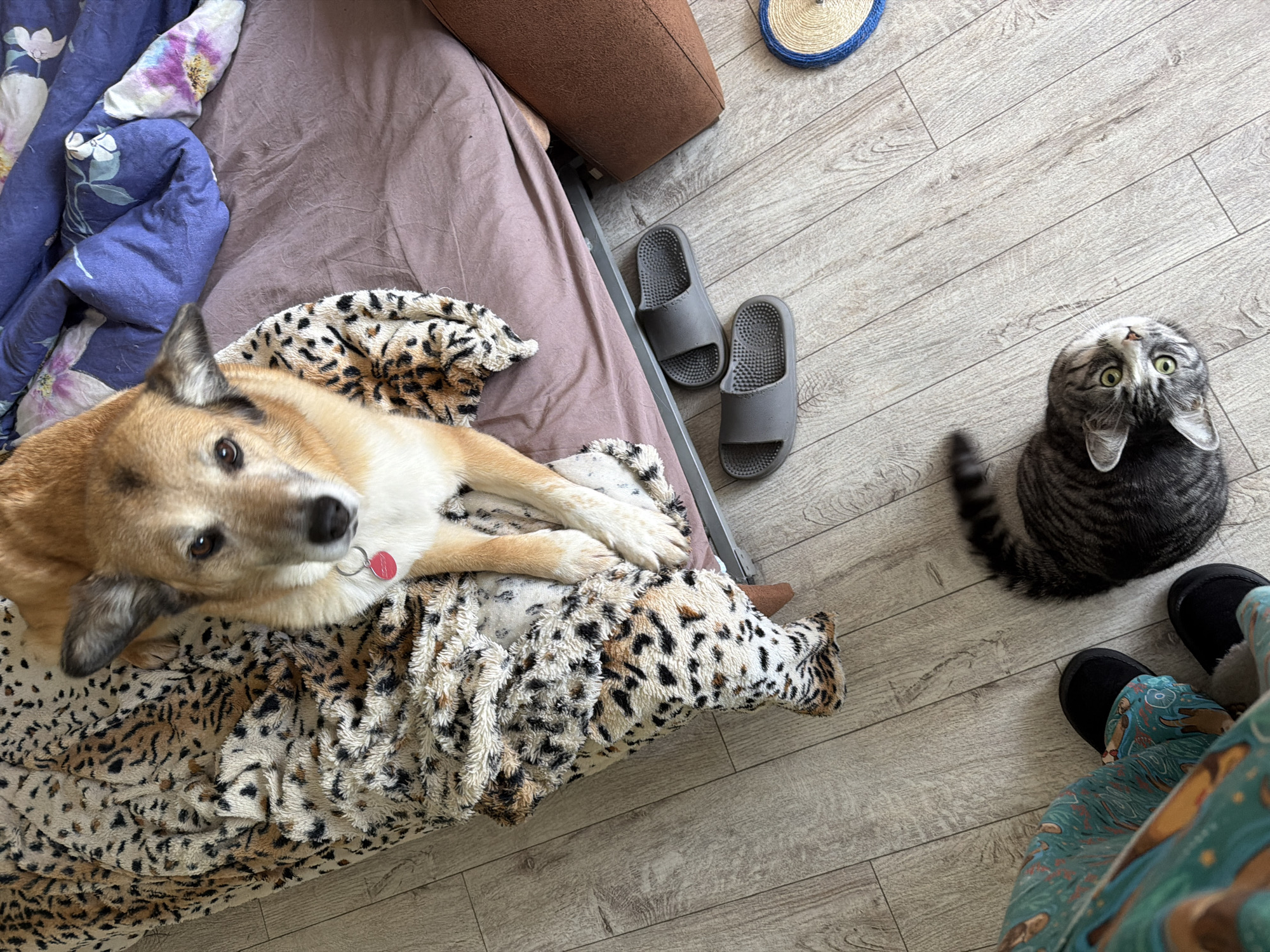A dog is lying on a bed with a leopard-print blanket. Next to the bed, on the floor, is a pair of gray slippers. In front of the bed, on the wooden floor, a cat is lying down. The cat is looking up at the camera. The scene appears to be indoors, possibly a bedroom. The location is not specified.