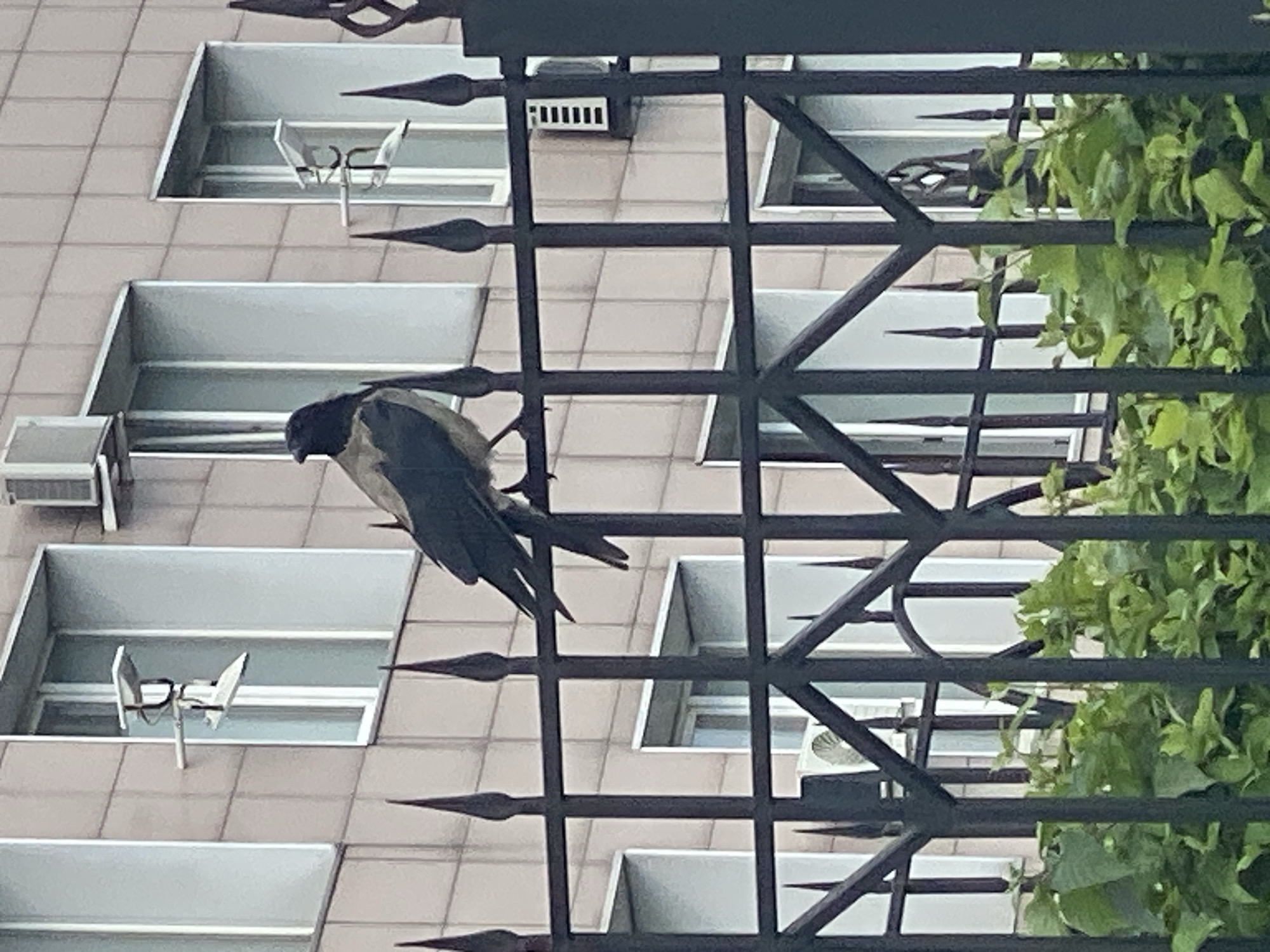 A crow is perched on a black metal fence in front of a building. The building has multiple windows and appears to be made of beige tiles. There are also some air conditioning units visible on the exterior of the building. In the foreground, there are green bushes. The scene is outdoors, likely in a city.