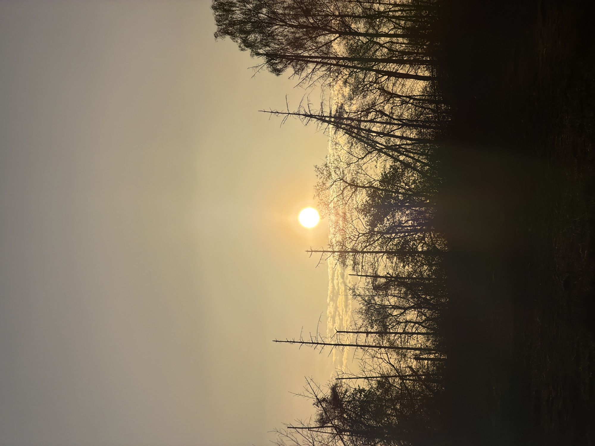 The image depicts a landscape with a low-angle view towards the sun, which appears as a bright, nearly central orb in the scene. Silhouetted trees and their bare branches dominate the foreground and partially obscure the sun. Some sparse clouds are also silhouetted around the sun. The sky is a pale, hazy yellow or orange, suggesting either sunrise or sunset. The lower portion of the scene is obscured by shadow, making it difficult to discern specific details about the ground or vegetation, but it appears to be a wooded area. There are no people visible. The provided information states that the image was taken in Schifflange, Luxembourg.