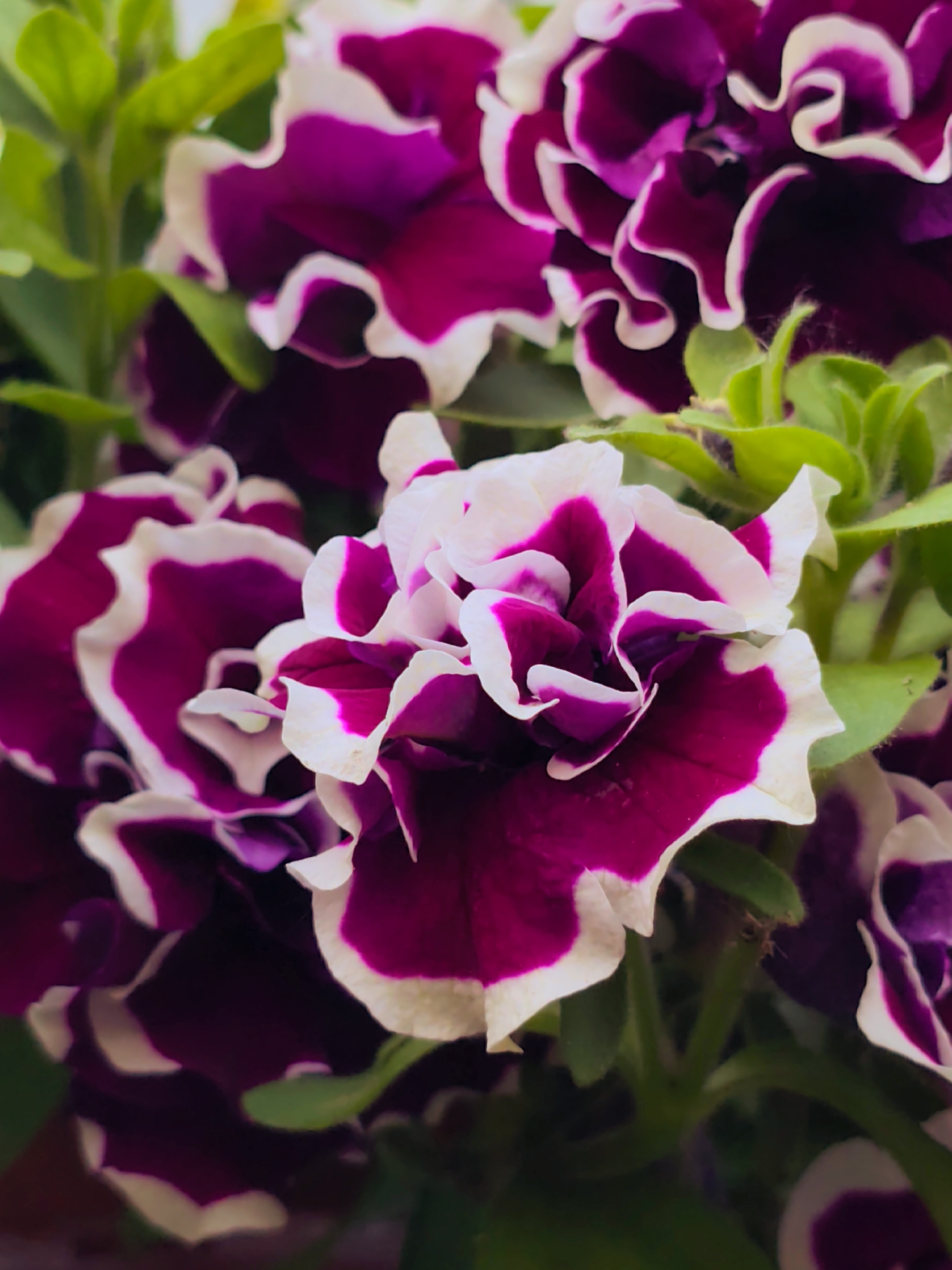The image presents a close-up, high-angle view of multiple blooming petunia flowers. The dominant color scheme features deep magenta or royal purple petals distinctly edged with white, creating a bicolored, ruffled appearance. The petals exhibit significant crimping and layering, indicative of a double-flowered variety.
In the foreground and central area, one flower, slightly below the image center, is in sharp focus, showcasing its intricate petal structure and vibrant coloring. Other flowers, some partially obscured, are visible around it, particularly to the upper left and lower right, with varying degrees of focus.
Interspersed among the flowers are vivid green leaves and stems, visible along the left side, top, and right of the frame. Some leaves exhibit a slightly fuzzy texture. The lighting appears natural and even, highlighting the colors and textures of the flowers without casting harsh shadows.
No human figures, animals, or man-made objects are present. The immediate environment consists solely of the plant itself. The image provides no discernible visual cues, landmarks, or contextual information to confirm or suggest its location in the city of Kratovo, Russia.