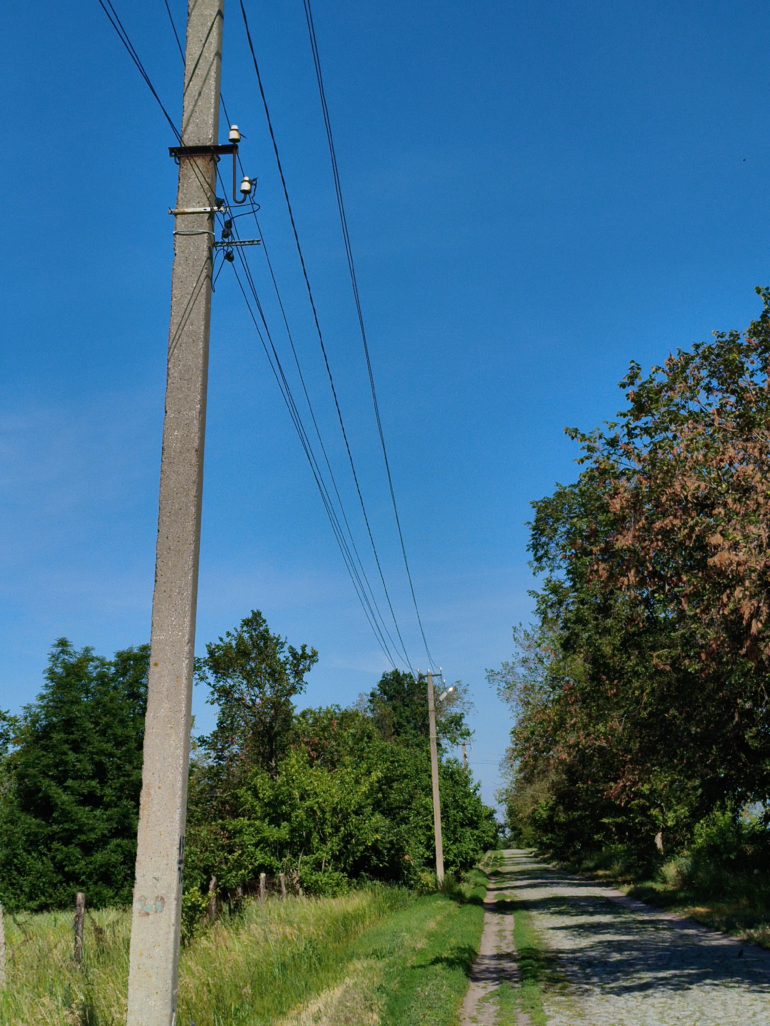This is a full-frame, eye-level, outdoor photograph of a cobblestone road leading into a rural landscape under a clear blue sky. In the foreground, a concrete utility pole stands to the left, with multiple wires extending diagonally across the frame. To the right of the pole is a grassy verge, and further to the right, the road begins, paved with cobblestones and flanked by trees. The trees on the right side of the road are dense and leafy, with some showing signs of autumnal color change. On the left side of the road, beyond the grassy verge, there are more trees and some fencing. The scene is devoid of human presence. The location is the village of Ustyvytsia, Ukraine.