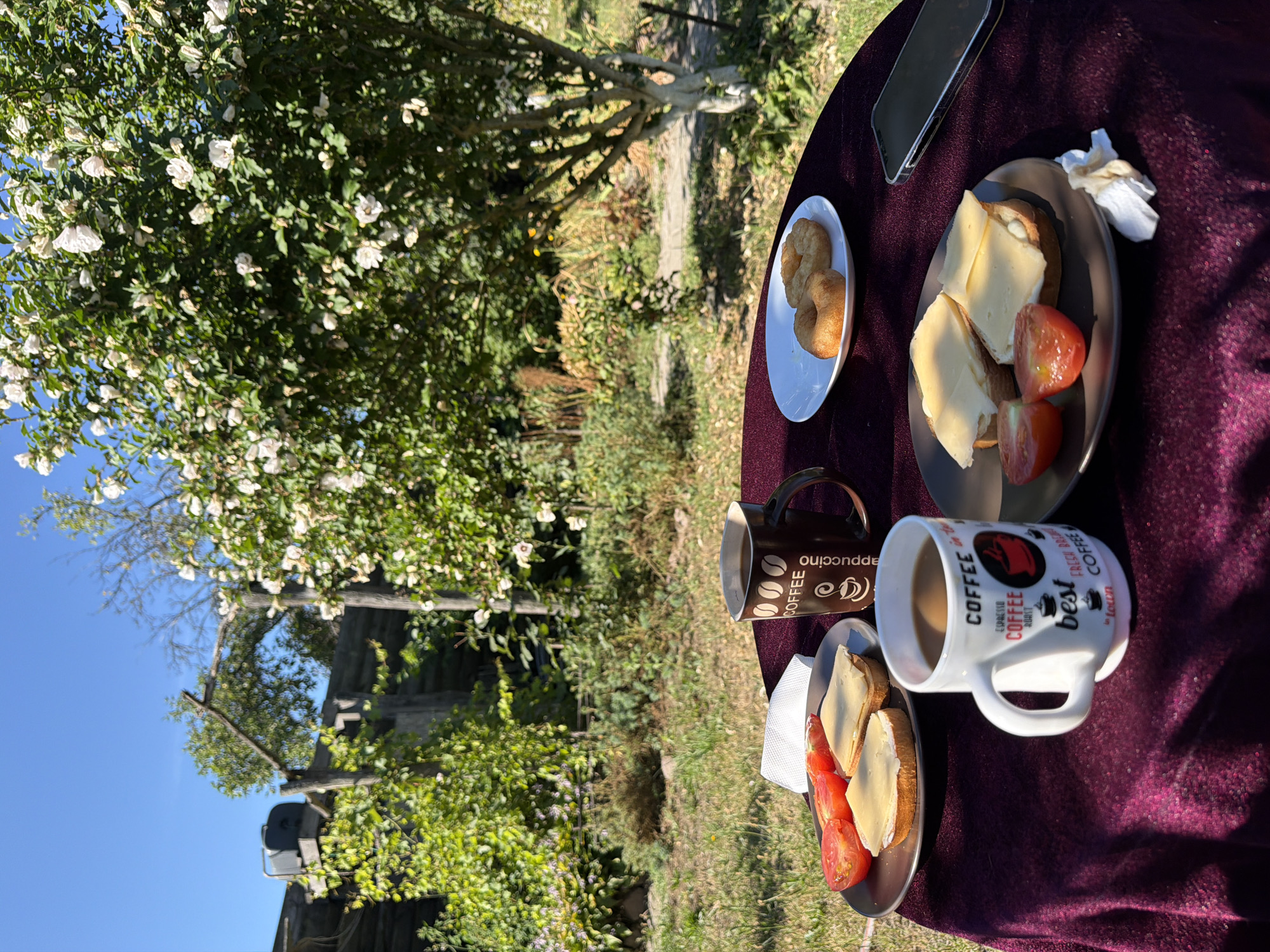 In Mali Kosharyshcha, Ukraine, a sun-drenched outdoor scene unfolds with a rustic charm. On a table draped with a dark purple, velvety cloth, a breakfast spread is laid out. Two plates hold open-faced sandwiches, each topped with slices of cheese and accompanied by halved cherry tomatoes. One plate features two sandwiches, while another larger plate shows two sandwiches and two pieces of halved tomato. Adjacent to these, a white plate displays two golden-brown, ring-shaped pastries.

Two coffee mugs are present: one dark brown mug, emblazoned with "COFFEE," and a white mug adorned with coffee-themed graphics and text. Both mugs appear to contain dark liquid, likely coffee. To the right of the food, a smartphone lies face down on the tablecloth. A crumpled white napkin rests near one of the plates.

The background reveals a vibrant garden bathed in sunlight. Lush green foliage and a flowering tree with white blossoms create a natural, picturesque setting. A wooden fence and an arched wooden structure are visible further back. The sky is a clear, bright blue. The overall impression is one of a peaceful morning meal enjoyed outdoors amidst nature.