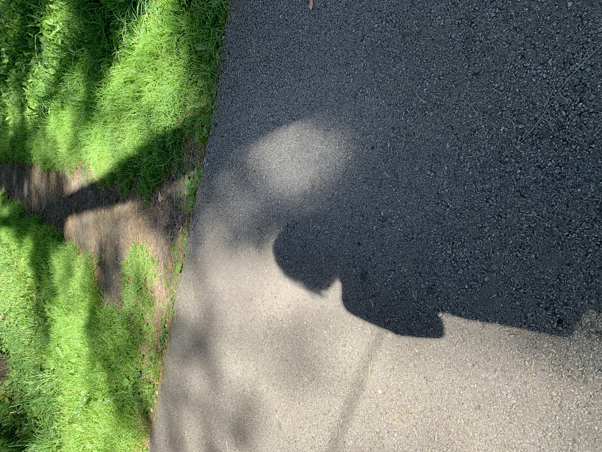 The image shows a shadow of a person wearing a hat, cast on an asphalt path in a park-like setting. The path is bordered by lush green grass and dappled sunlight. The location is not Prokopyevsk, Russia. The image appears to have been taken on a sunny day.