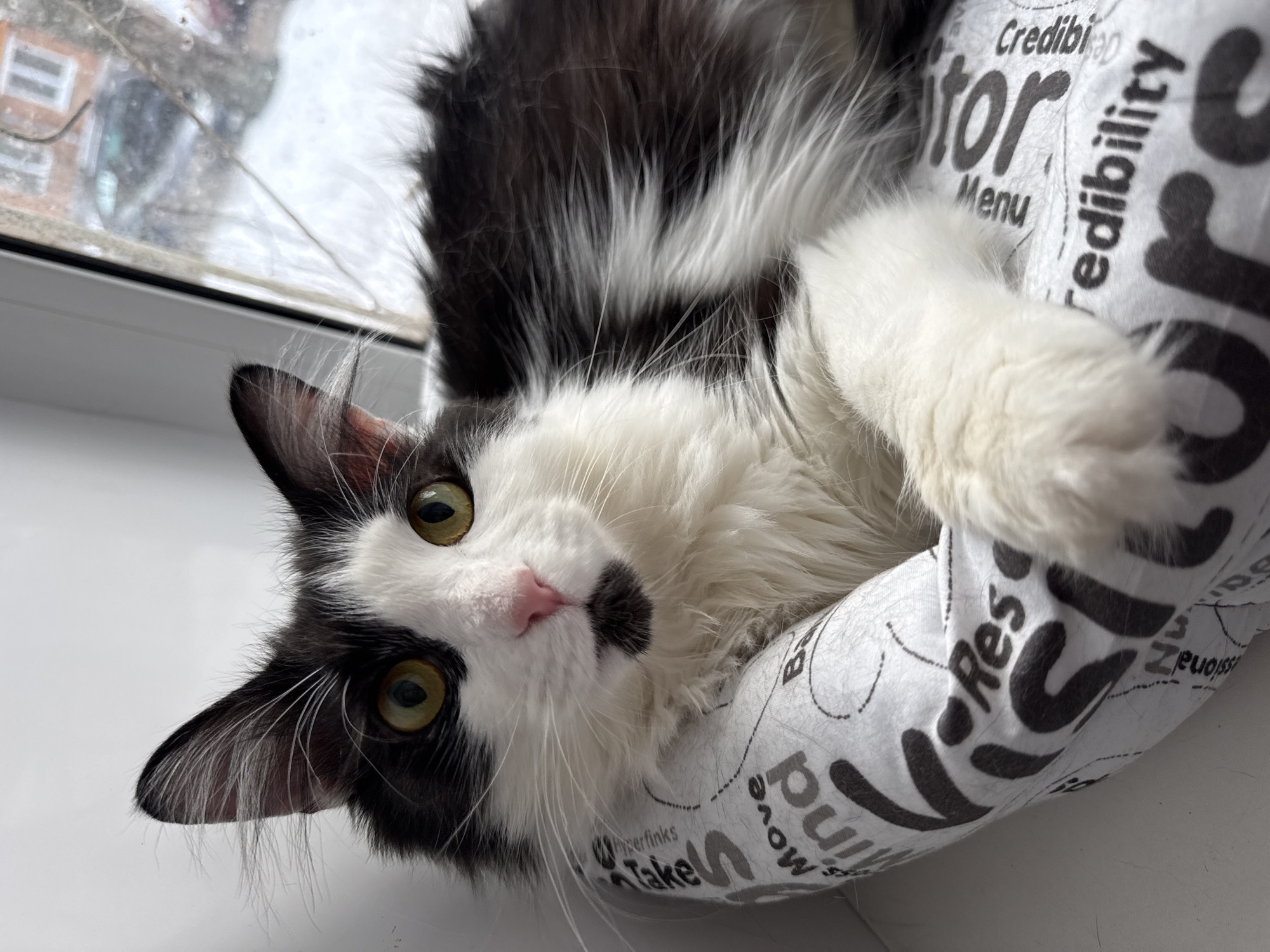 A black and white cat with green eyes lies in a rounded, patterned cat bed. The cat's head is tilted to the left. The bed is white with black printed words and phrases. A window is visible in the background. Based on the window view, the scene is likely taking place indoors, possibly near a window sill. The location is Votkinsk, Russia.