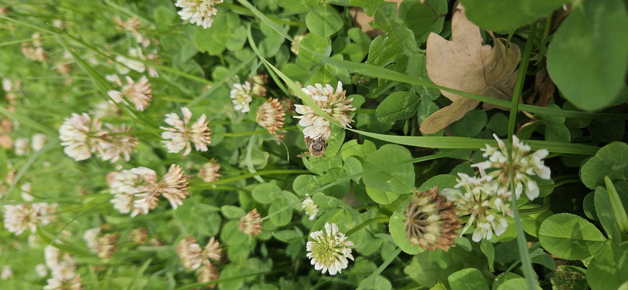 A close-up, low-angle shot captures a patch of white clover flowers and green clover leaves in an outdoor setting, likely in Mazalawski Sel'ski Savet, Belarus. A single bee is positioned on one of the clover blossoms, with its body angled towards the right side of the frame. The background is filled with more white clover flowers and lush green foliage, creating a dense natural environment. The lighting suggests it is daytime, and the overall scene is one of natural growth and insect activity within a field or meadow.