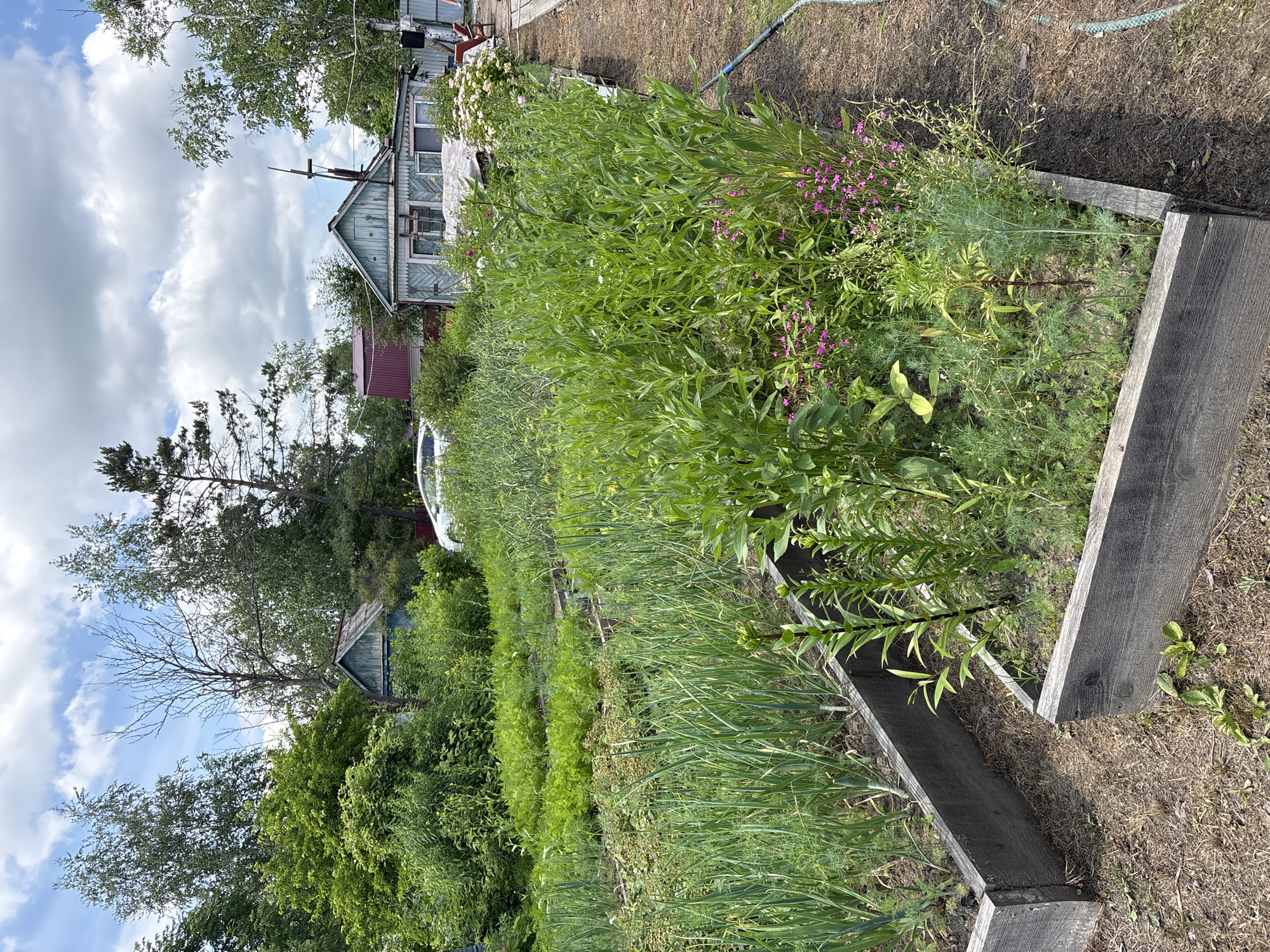 The image depicts a lush, overgrown garden with raised wooden beds filled with a variety of vegetables and plants. In the foreground, several raised beds are visible, one containing tall green onions and another with dill and small pink flowers. Beyond these, rows of carrots and other leafy greens stretch into the background.
Behind the garden, a weathered, light blue wooden house with a red roof is partially obscured by trees and vegetation. A white car is parked to the left of the house. Another smaller blue building with a brown roof is visible further back. The sky is partly cloudy, with a mix of blue sky and white cumulus clouds. The overall impression is one of a well-established, perhaps slightly wild, rural garden setting. This scene is likely located in a dacha (summer house) area on the outskirts of Khabarovsk, Russia, given the typical architecture and garden style associated with such properties in the region.