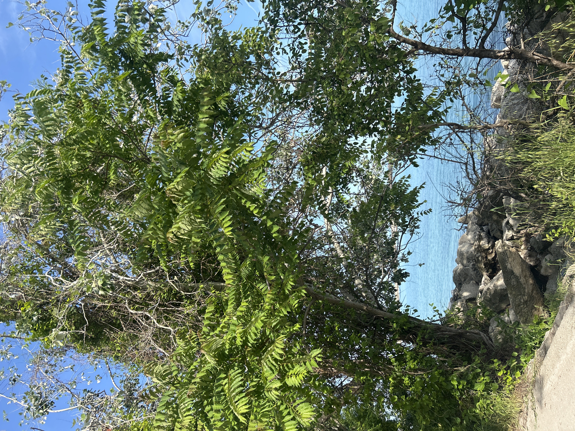 The image captures an outdoor scene in Unknown, Unknown, featuring a transition from a terrestrial pathway to a body of water. The upper portion of the frame is dominated by a clear blue sky exhibiting minimal cloud cover, with faint contrails visible in the upper right. A dense cluster of trees and vegetation occupies the majority of the midground and foreground, characterized by vibrant green foliage with numerous pinnately compound leaves. Bare branches and vines are interspersed within the tree canopy and around the main tree trunks. Below the dense foliage, a rocky shoreline separates the land from a calm, light blue body of water, visible through and beyond the vegetation. Large, irregular rocks are piled along the water's edge. The bottom-left section of the image displays a paved or compacted dirt path, bordered by lighter green grass and vegetation. No individuals, animals, or artificial structures other than the path are discernible.