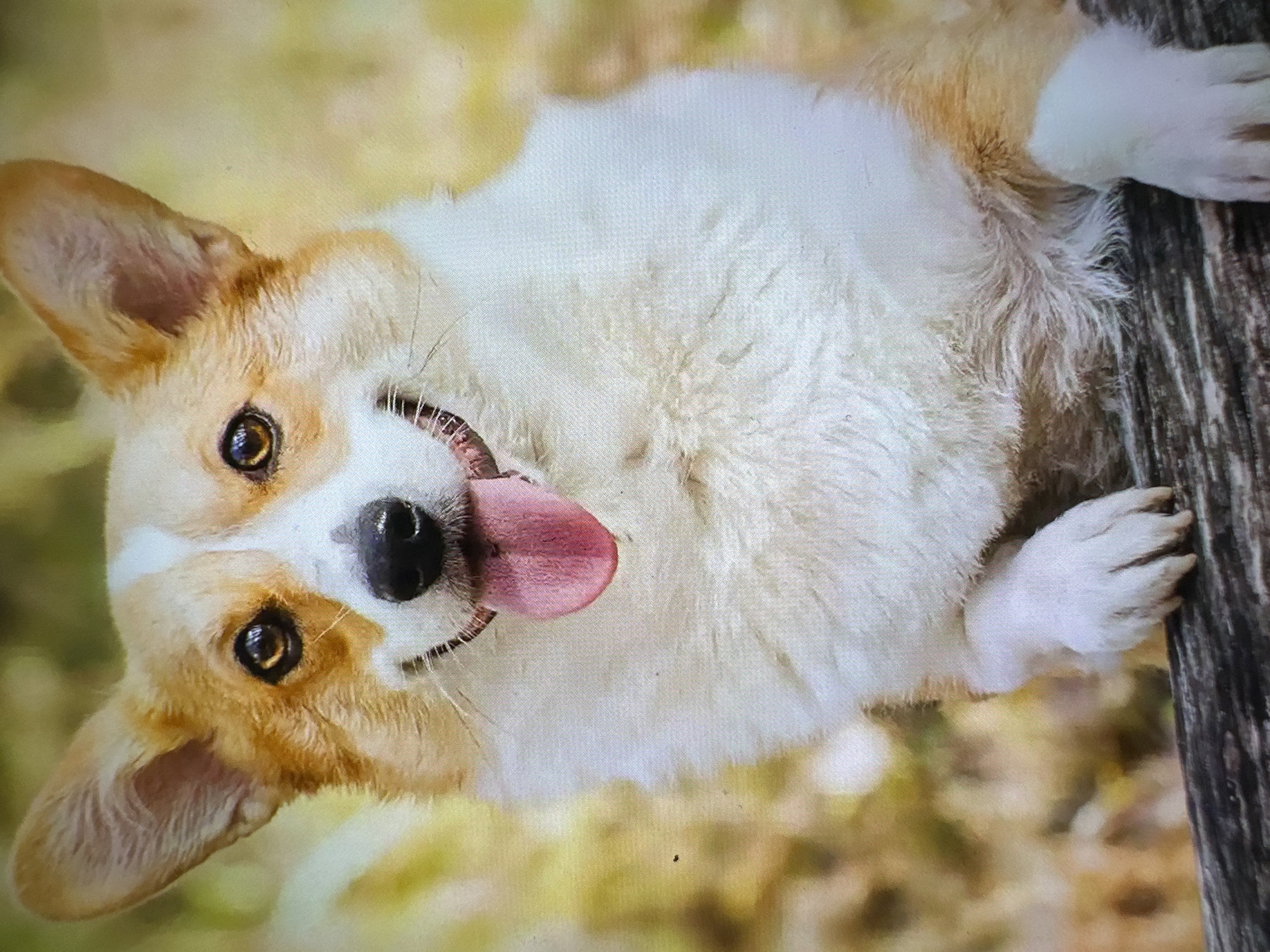 The image shows a close-up of a Pembroke Welsh Corgi dog. The dog has tan and white fur, with large ears and expressive brown eyes. Its tongue is hanging out, giving it a happy appearance. The dog is resting its paws on a dark, rough surface, possibly a log or a fence, with a blurred background of warm, autumnal colors. There are no people or any other discernible objects or actions. The image does not contain any elements that would place it in Kogon City, Uzbekistan.