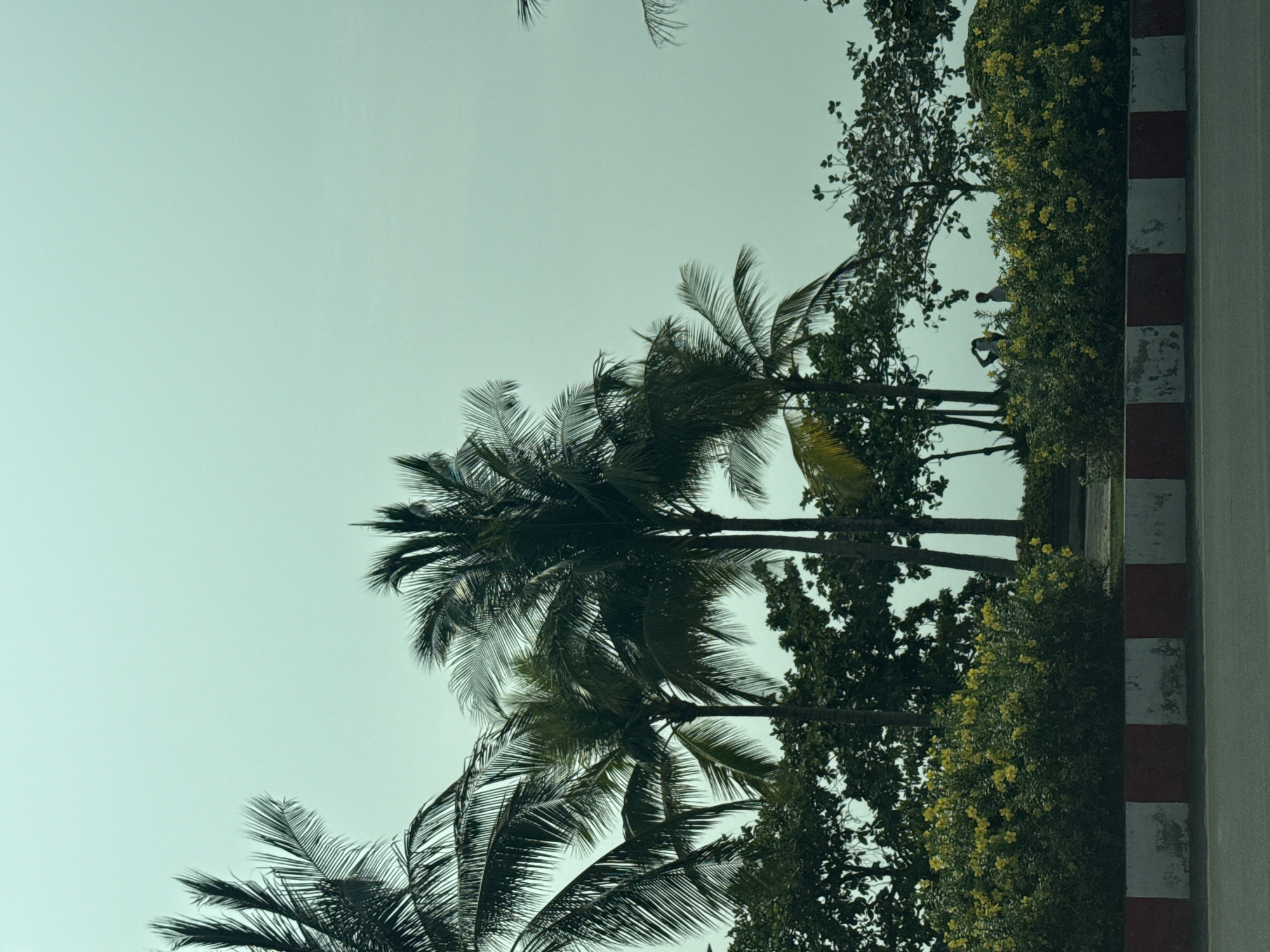 In Ko Samui District, Thailand, a coastal road is lined with lush vegetation and palm trees. The sky is a pale, overcast blue. In the foreground, a road is visible, bordered by a concrete curb painted with alternating red and white stripes. Beyond the curb is a dense hedge of green bushes dotted with bright yellow flowers. Behind the bushes, several palm trees stand tall, their fronds silhouetted against the sky. Further back, other trees and foliage create a dense green backdrop. Two figures, a man and a woman, are visible in the mid-ground, standing amongst the trees and bushes, appearing to be walking or talking.