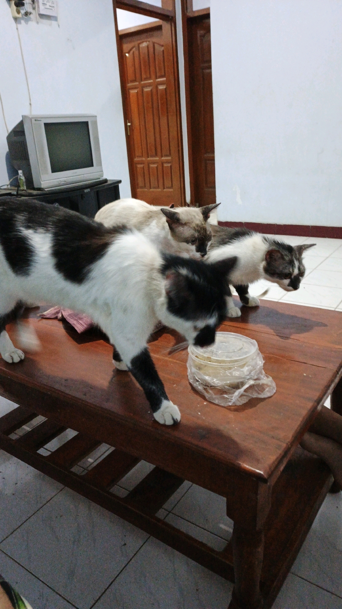 Three cats are gathered around a clear plastic container on a wooden table in a room. The cat in the foreground is black and white, facing the container. Behind it, a tan and white cat is also looking at the container. To the right, another cat, predominantly black and white with grey markings, is also positioned near the container. The room appears to be a living space, with a television set and wooden doors visible in the background. The floor is tiled. The scene suggests the cats are eating or investigating the contents of the container.