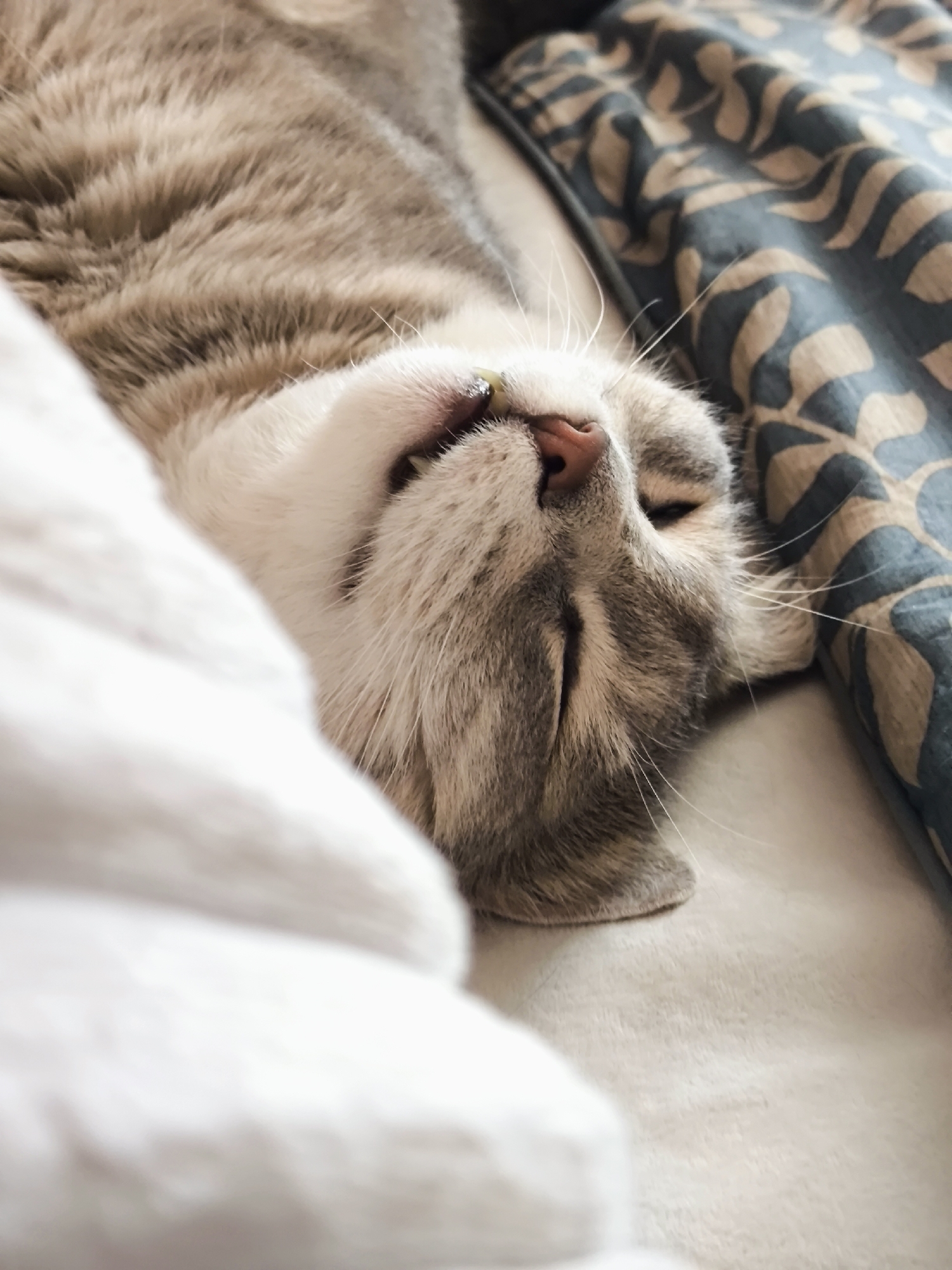 A close-up, slightly overhead shot shows a domestic cat sleeping soundly on a soft surface, possibly a bed. The cat is facing upwards, its eyes closed, and its mouth is slightly open, revealing a glimpse of its teeth and a tiny piece of green, perhaps a blade of grass, near its lips. Its fur is a mix of grey and tan tabby markings, with white on its chin and muzzle. The cat's whiskers are long and white, fanning out from its face.
The cat is nestled between a fluffy white blanket on the left and a patterned fabric on the right. The fabric has a repeating design of stylized leaves in shades of dark blue and light brown, suggesting a pillowcase or duvet cover. The overall lighting is soft, indicating it might be daytime or a dimly lit indoor space. The scene evokes a feeling of peace and comfort, highlighting the cat's deep slumber. There is no visible text in the image.