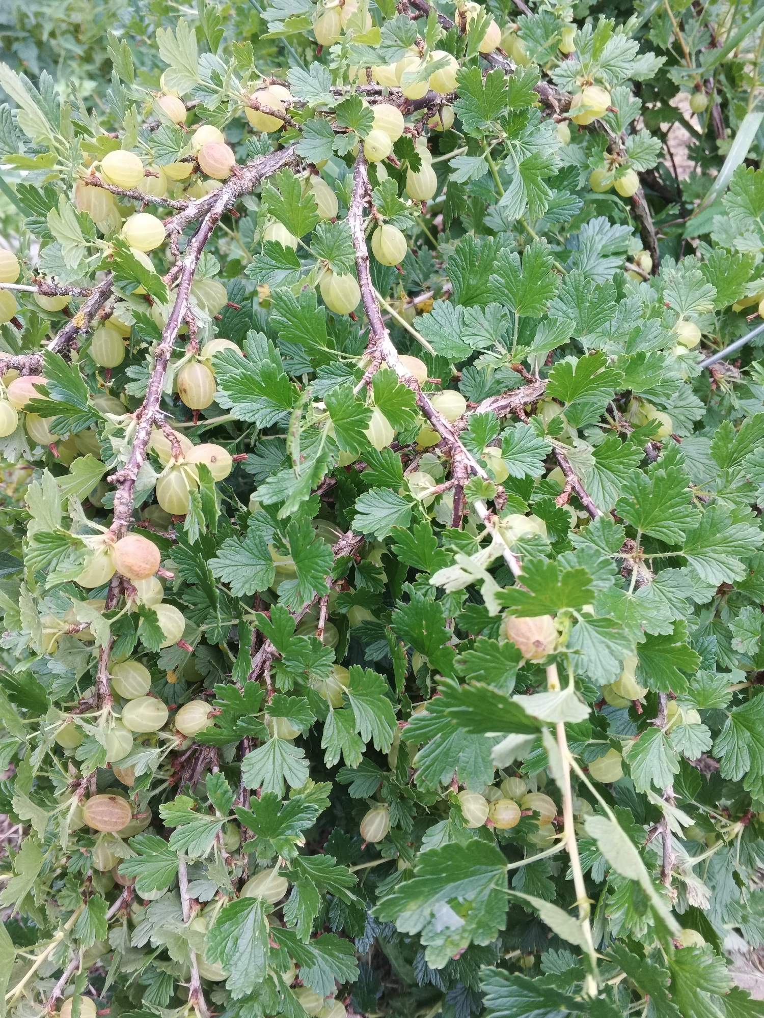 An outdoor, close-up shot shows a gooseberry bush heavily laden with light green and some brown, ripening gooseberries. The bush is dense with green leaves, many of which are lobed and serrated. The branches are brown and somewhat thorny. The lighting is natural and diffused, suggesting an overcast day or a shaded location. The background is a blur of green foliage and some hints of brown earth, indicating a garden or natural setting. The image does not contain any people or any specific landmarks that would indicate its location in the city of Suvorov, Russia.