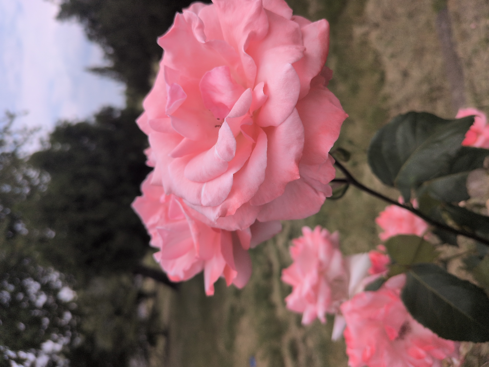 In the city of Gabala, Azerbaijan, a close-up, slightly blurred photograph captures a cluster of delicate pink roses in the foreground. The roses are in various stages of bloom, with one large bloom dominating the right side of the frame, its petals unfurling in soft layers. Behind it, other roses are visible, some more in focus than others. The background is a soft, out-of-focus expanse of green foliage and trees, suggesting a garden or park setting. The sky above is a pale, overcast blue, hinting at a diffused daylight. The overall impression is one of natural beauty and tranquility in an outdoor environment.
