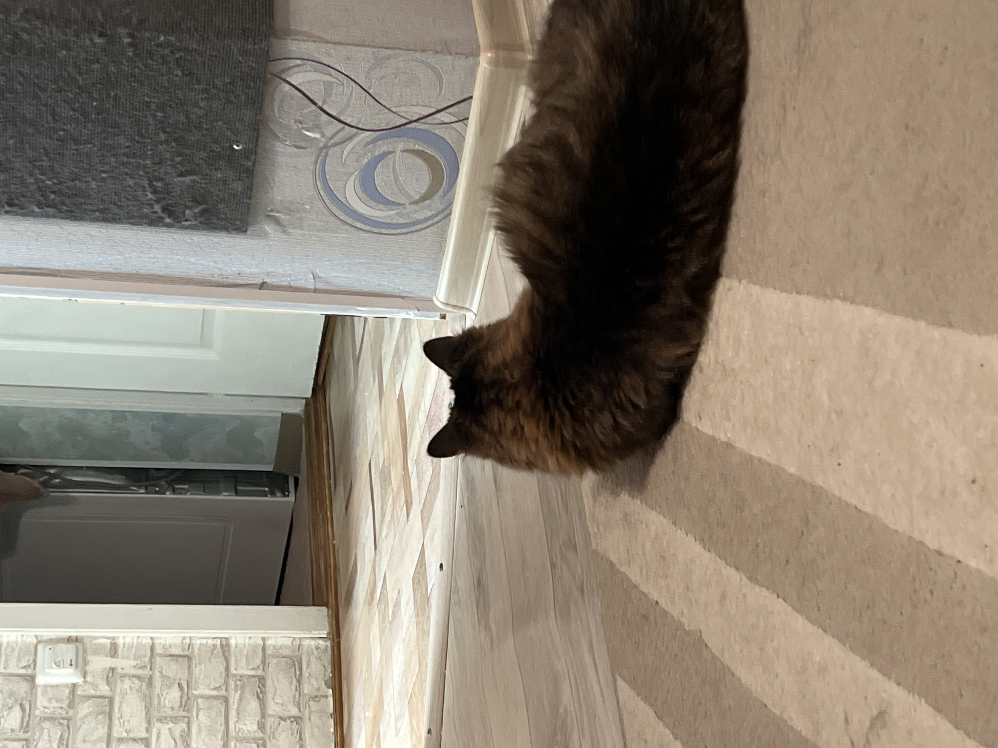 A domestic shorthair cat with dark, tortoiseshell-patterned fur, predominantly black and brown with hints of lighter tones, is captured walking across an indoor floor. The image is taken from a slightly elevated perspective, looking down on the cat as it moves from the right side of the frame towards the left.
The setting appears to be a residential interior in Chaikovsky, Russia, possibly a hallway or utility area. The floor beneath the cat transitions from a striped carpet on the right, featuring alternating bands of light beige and light brown, to a light-colored, possibly wood-patterned laminate flooring on the left.
The walls display diverse coverings. To the right and behind the cat, wallpaper with a light blue and grey swirling pattern is visible, along with some thin wires and a vertical, light-colored conduit or pipe. On the upper left wall, there's a section of dark grey, heavily textured material, resembling a ribbed mat or carpet, fixed to the wall. Further left and lower down, near a doorway, another wallpaper pattern resembling light-colored, stacked bricks is present, featuring a white power outlet.
Through an opening or doorway on the left, a white door and door frame are partially visible. Above this, the top of a white appliance, possibly a washing machine or similar, is snugly fitted into an alcove. The lighting in the room is artificial, suggesting it is either evening or an interior space without direct natural light. There are no people visible, and no text can be discerned in the image.