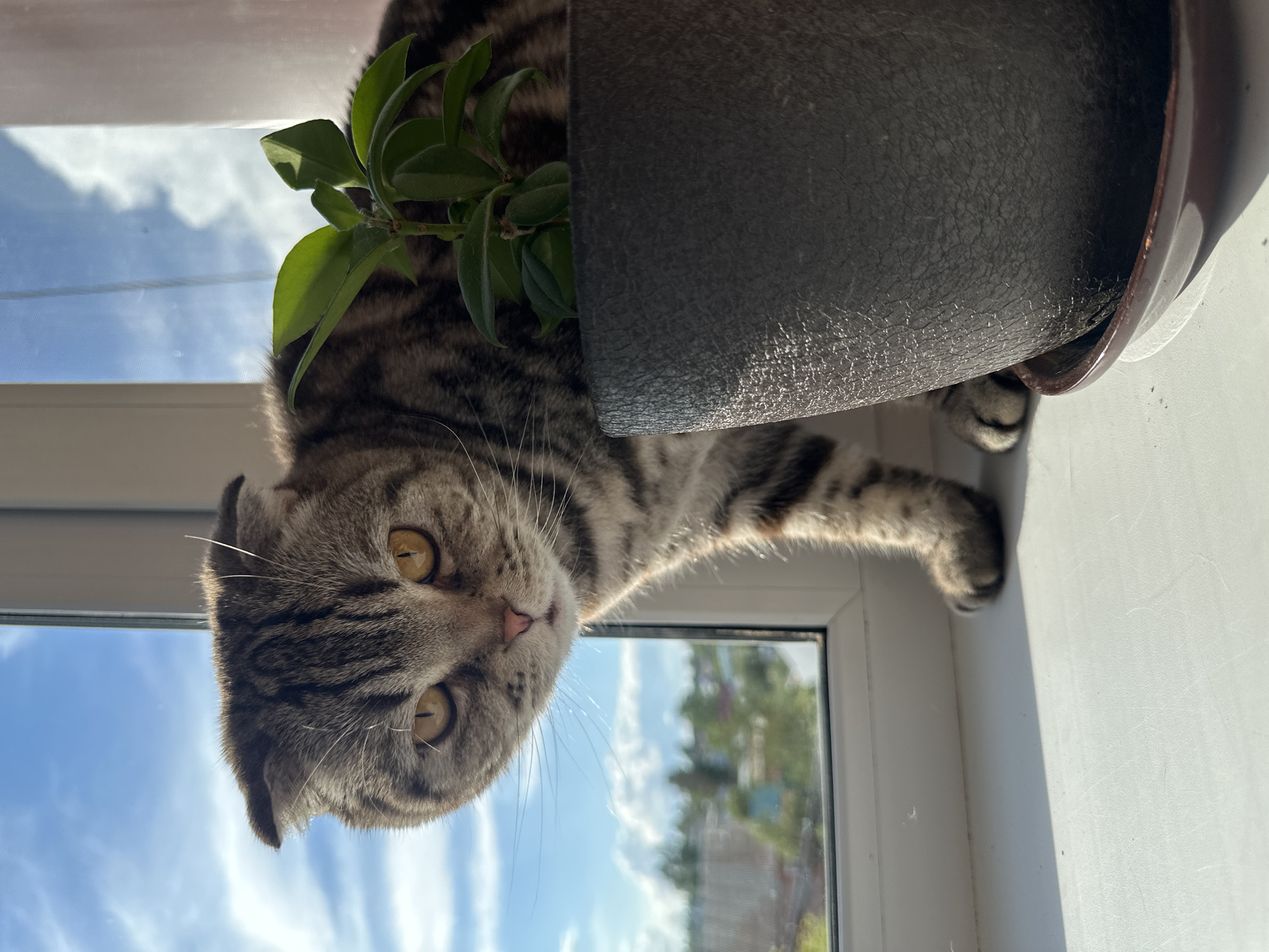 A medium shot depicts a brown tabby Scottish Fold cat lying near a potted plant on a windowsill, rotated 90 degrees counterclockwise. The cat's head is at the bottom left of the frame, its yellow eyes looking directly at the viewer. Part of its body stretches horizontally to the right. A brown, textured pot sits above the cat, partially obscuring it. A small leafy plant emerges from the pot. Outside the window, a blue sky with scattered clouds is visible, as well as some greenery and buildings in the distance. The scene appears to be indoors.