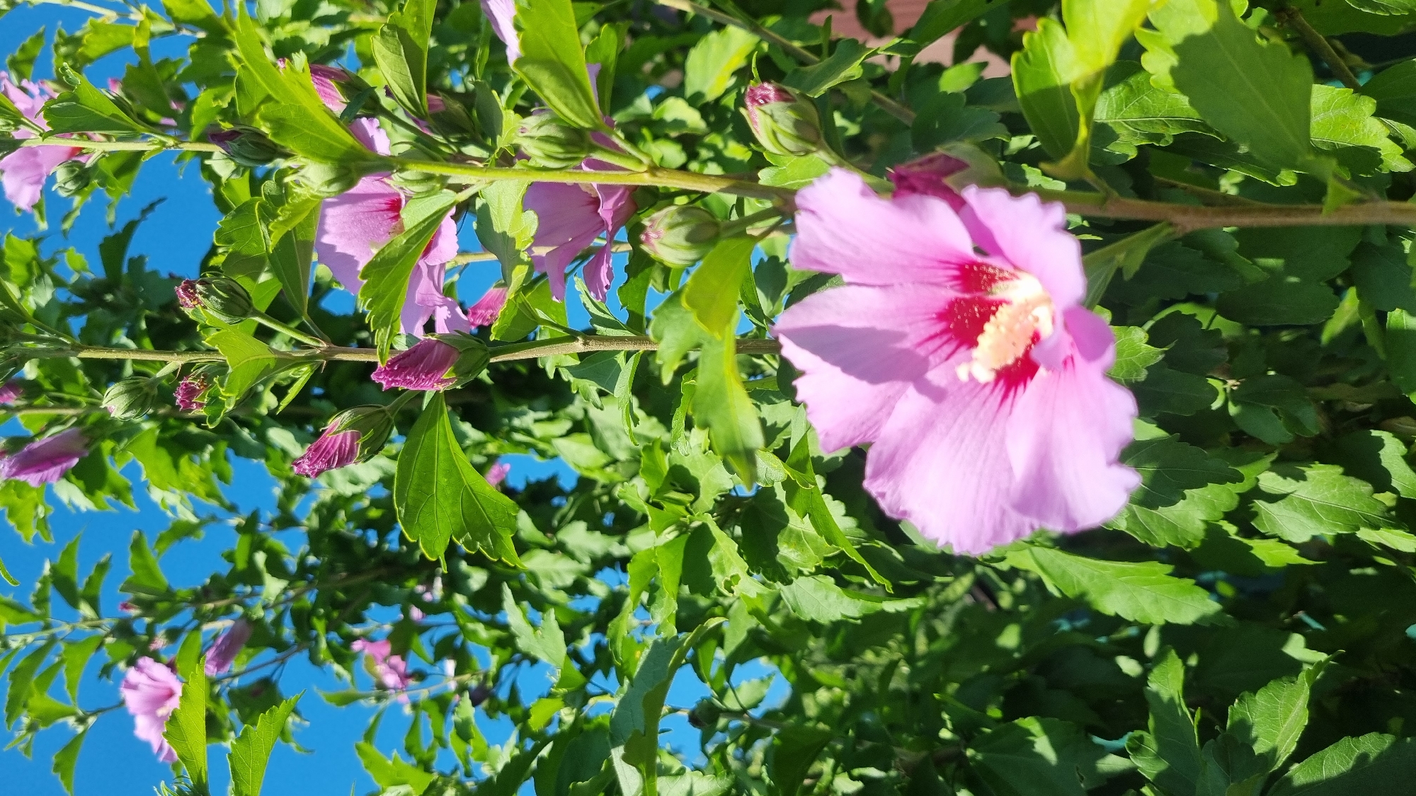 A close-up, low-angle shot features a vibrant pink hibiscus flower in the foreground, its petals unfurling towards the viewer. The flower's center displays a deep red hue surrounding a cluster of pale yellow stamens. Behind the prominent bloom, numerous buds and partially opened flowers of the same pink color dot the branches of the hibiscus bush. Lush green leaves, some catching the sunlight and appearing almost luminous, fill the midground and background, creating a dense foliage. The bright, clear blue sky serves as the backdrop, with no discernable structures or landmarks to suggest a specific location within Smila, Ukraine. The scene is devoid of people or any discernible activity, presenting a purely botanical subject bathed in natural light.