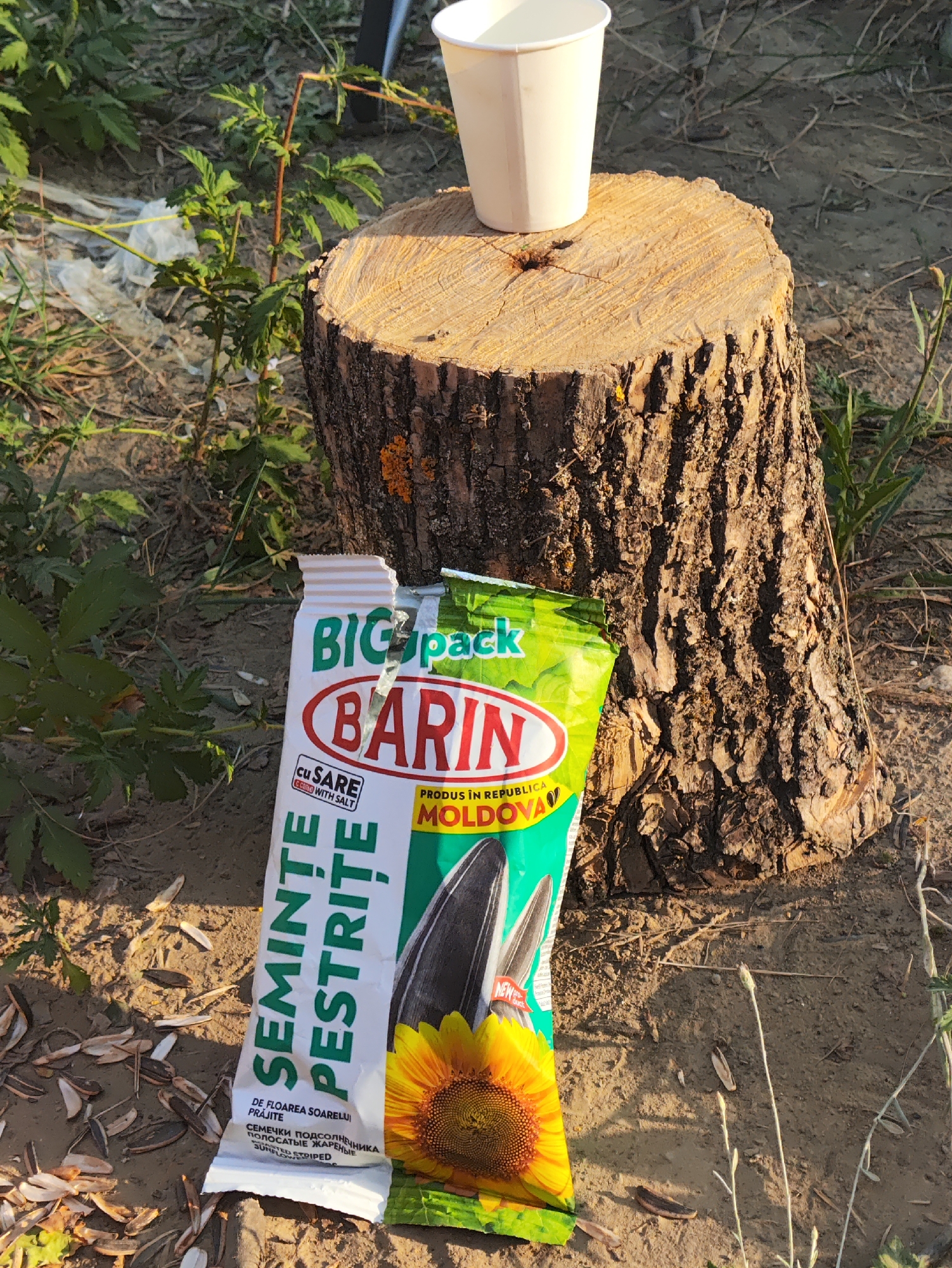 A white paper cup rests on a tree stump in Găleștii Noi, Moldova. A bag of Barin brand striped sunflower seeds, with a sunflower image on the front, is placed at the base of the stump. The ground is covered in dirt, dry grass, and discarded sunflower seed shells. Green foliage is visible in the background. The lighting suggests it is daytime, possibly late afternoon due to the warm tones.