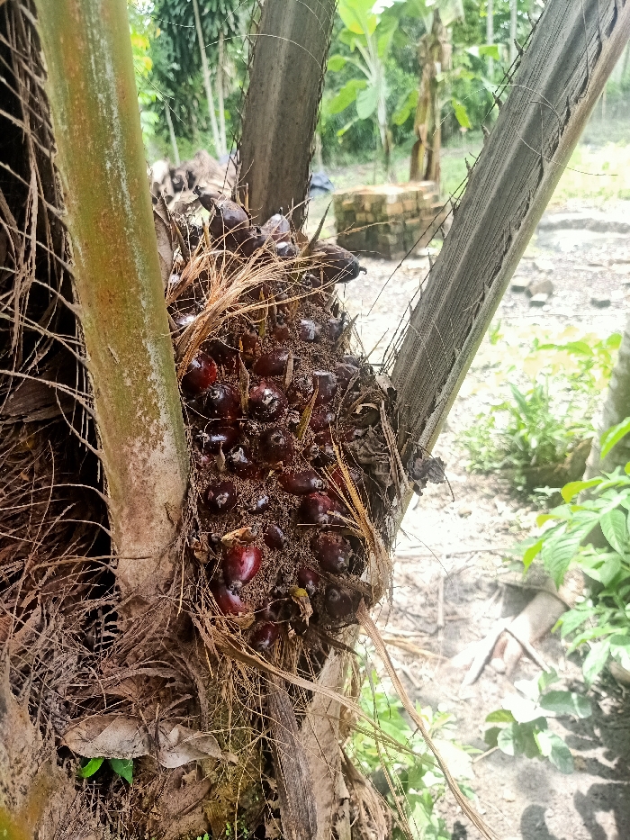 A close-up, eye-level shot captures a vibrant cluster of dark red and purple palm oil fruits growing on a palm tree in Pubian, Indonesia. The numerous fruits are densely packed together, embedded within a thick, fibrous, nest-like material that connects them to the rough, textured trunk and frond bases of the palm tree. Several broad, green-brown palm fronds extend vertically and diagonally across the frame, partially enclosing the fruit bunch.

In the background, out of focus, are more green palm fronds and lush tropical foliage, suggesting a plantation or agricultural setting. A light brown, possibly dirt, ground is visible beneath the trees. Towards the mid-right background, a rudimentary structure made of light-colored blocks or bricks is partially visible, hinting at human presence or infrastructure within the area. The scene is brightly illuminated by natural daylight, indicating a sunny or clear day, with soft shadows visible on some surfaces. No people are present, and no specific activities are taking place, with the focus solely on the mature palm oil fruits ready for harvest. No visible text is present in the image.