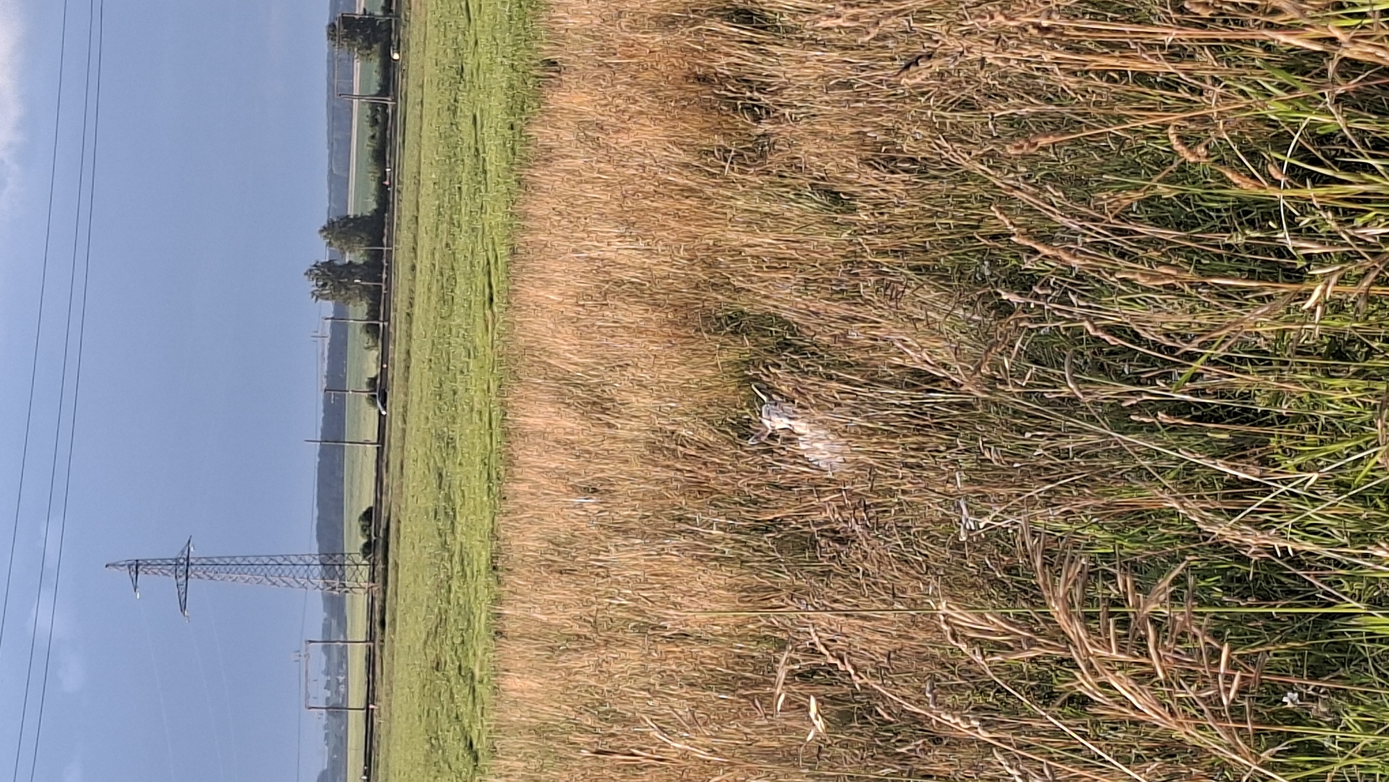 The image depicts a rural landscape in Забалоцкі сельскі Савет, Belarus. In the foreground, tall, dry grass dominates, with some green vegetation visible beneath. Partially obscured within this tall grass, a white goat is lying down, its head and upper body visible. In the middle ground, a green field stretches out, with a train track running horizontally across it. Beyond the field, a series of trees and distant power lines create a treeline. A single large electrical tower stands prominently on the left side of the middle ground, with power lines extending across the sky. The sky is a mix of blue and gray clouds, suggesting potentially overcast or stormy weather. A white car is visible on the road in the middle ground, to the right of the electrical tower.