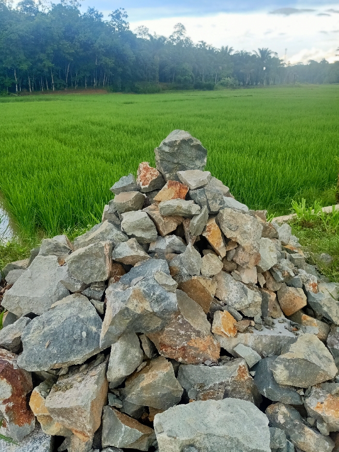 A static outdoor shot features a prominent pile of rocks in the foreground, set against a lush green field and a backdrop of dense trees under a cloudy sky.

The foreground is dominated by a large, irregularly shaped pile of broken rocks, varying significantly in size and angularity. Their colors range from light and dark greys to earthy browns, oranges, and reddish-brown hues, suggesting a mix of rock types or different stages of weathering. The pile occupies the lower and central portion of the frame, extending upwards towards the midground.

Behind the rock pile, a wide and vibrant green field stretches horizontally across the image, indicative of a rice paddy due to its uniform growth and dense texture. A narrow strip of water is visible along the left edge of this field.

In the background, a dense line of tall, dark green trees forms a natural boundary under a pale, overcast or hazy sky. The lighting is soft and diffused, suggesting a cloudy day or possibly early morning/late afternoon.

There are no people or visible text in the image. The scene offers a view of a rural landscape, likely in Pubian, Indonesia, combining natural agricultural beauty with the presence of construction materials or natural rockfall.