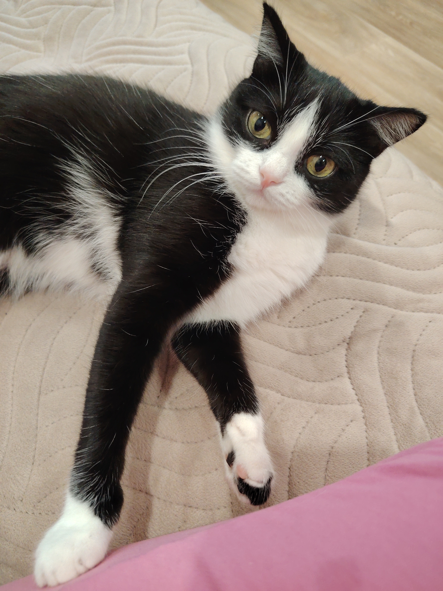 A black and white cat lies on a beige, textured blanket with a pink object in the lower right corner. The cat is mostly black with white fur on its chest, face, and paws. Its eyes are yellow. The cat's legs are extended, and it is looking at the camera. The blanket has a quilted pattern. The setting is indoors.