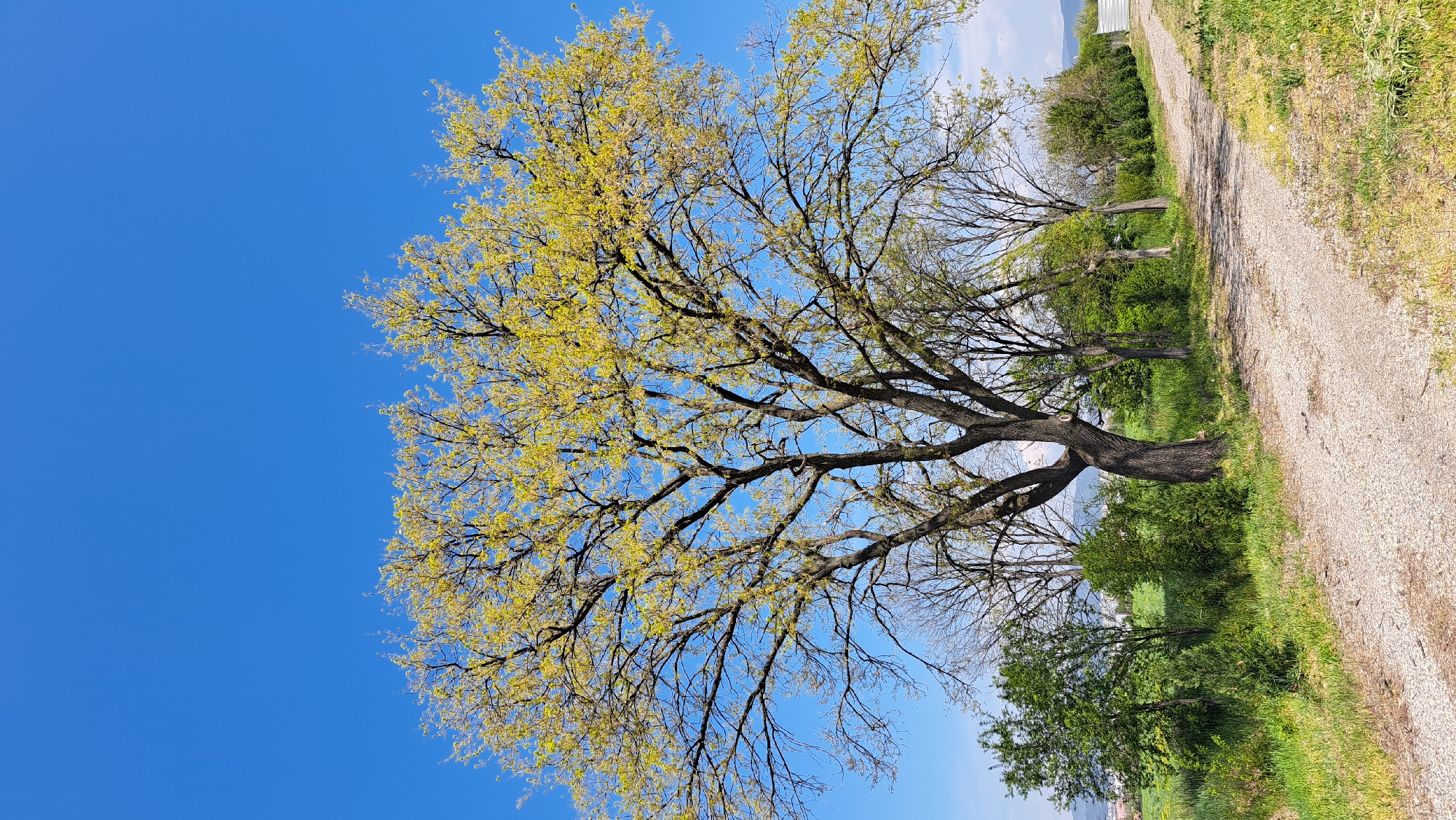 The scene captures a tree with some light green foliage against a clear blue sky. To the right of the tree, a dirt path bordered by grassy areas and some vegetation leads away from the viewer. In the background, hints of additional trees and possible structures are visible. The location appears to be in a rural or suburban setting, possibly near the edge of a city. No people are visible in the image.