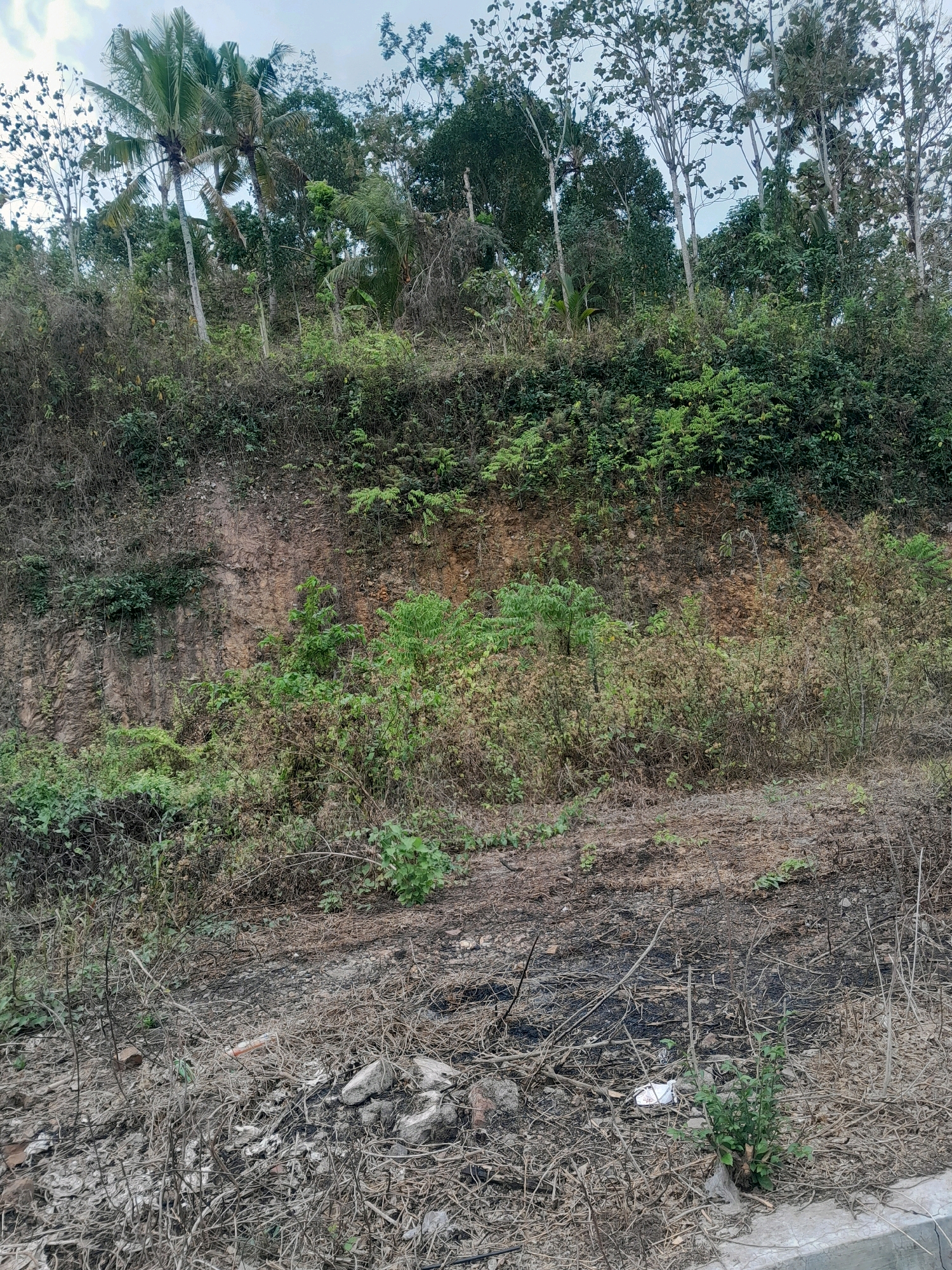 The image depicts a hillside with dense vegetation. A rocky, reddish-brown cliff face is visible in the upper left quadrant, partially covered by green foliage. The lower portion of the hillside is characterized by dry, dead brush and debris, with some patches of green growth interspersed. Several palm trees are visible towards the top of the hillside, suggesting a tropical or subtropical environment. The ground in the foreground is littered with dry branches, leaves, and some pieces of debris, including a white plastic bag and a red object. The sky is overcast. There are no people visible in the image.