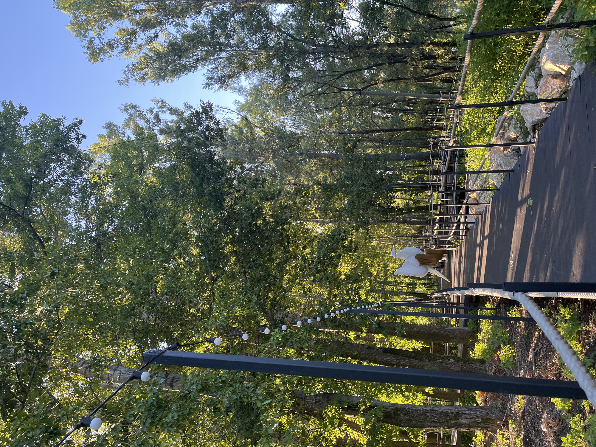 The image depicts a wooden boardwalk winding through a wooded area, likely a park or recreational space. The boardwalk is lined with black metal railings and a thick rope barrier. String lights, each with a white bulb, are suspended from poles along the left side of the boardwalk, casting a warm glow. Tall trees with dense green foliage create a canopy overhead, with sunlight filtering through the leaves. In the distance, on the boardwalk, a decorative art installation of two white doves perched on a hand is visible. The ground beside the boardwalk is covered with leaf litter, smaller plants, and scattered large rocks. The sky above is a clear, bright blue. The scene suggests a peaceful, natural setting enhanced by decorative elements. While the specific location in Blagoveshchensk, Russia cannot be determined from the image alone, the overall aesthetic is consistent with outdoor public spaces in various cities.