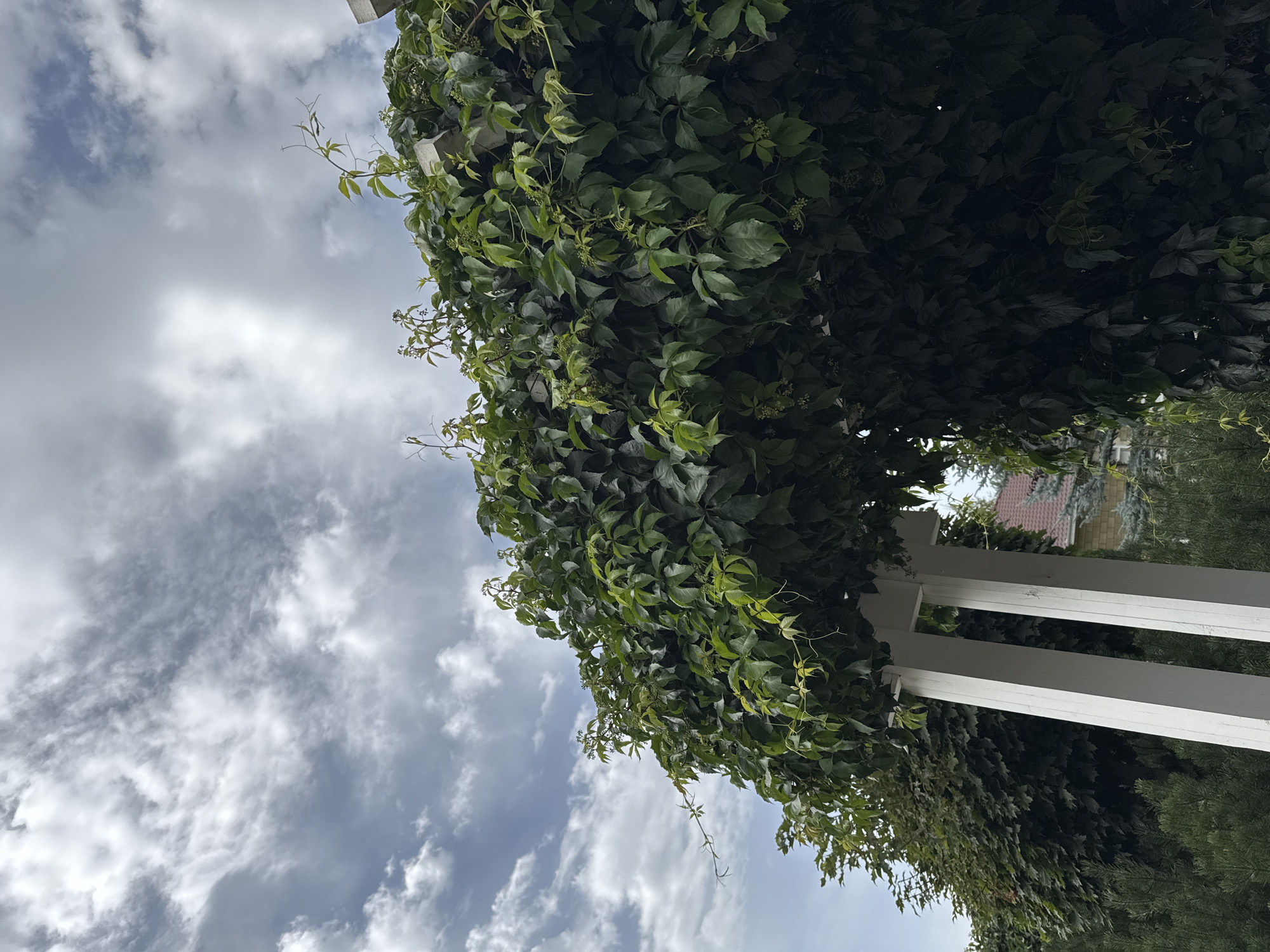 The image shows a white pergola covered in dense green ivy, arching overhead. The sky above is partly cloudy with streaks of white and grey clouds against a pale blue background. In the background, parts of a residential area are visible, with a house with a red roof and other greenery. The scene appears to be outdoors in a garden or yard. The location is specified as Sary-Oy, Kyrgyzstan.