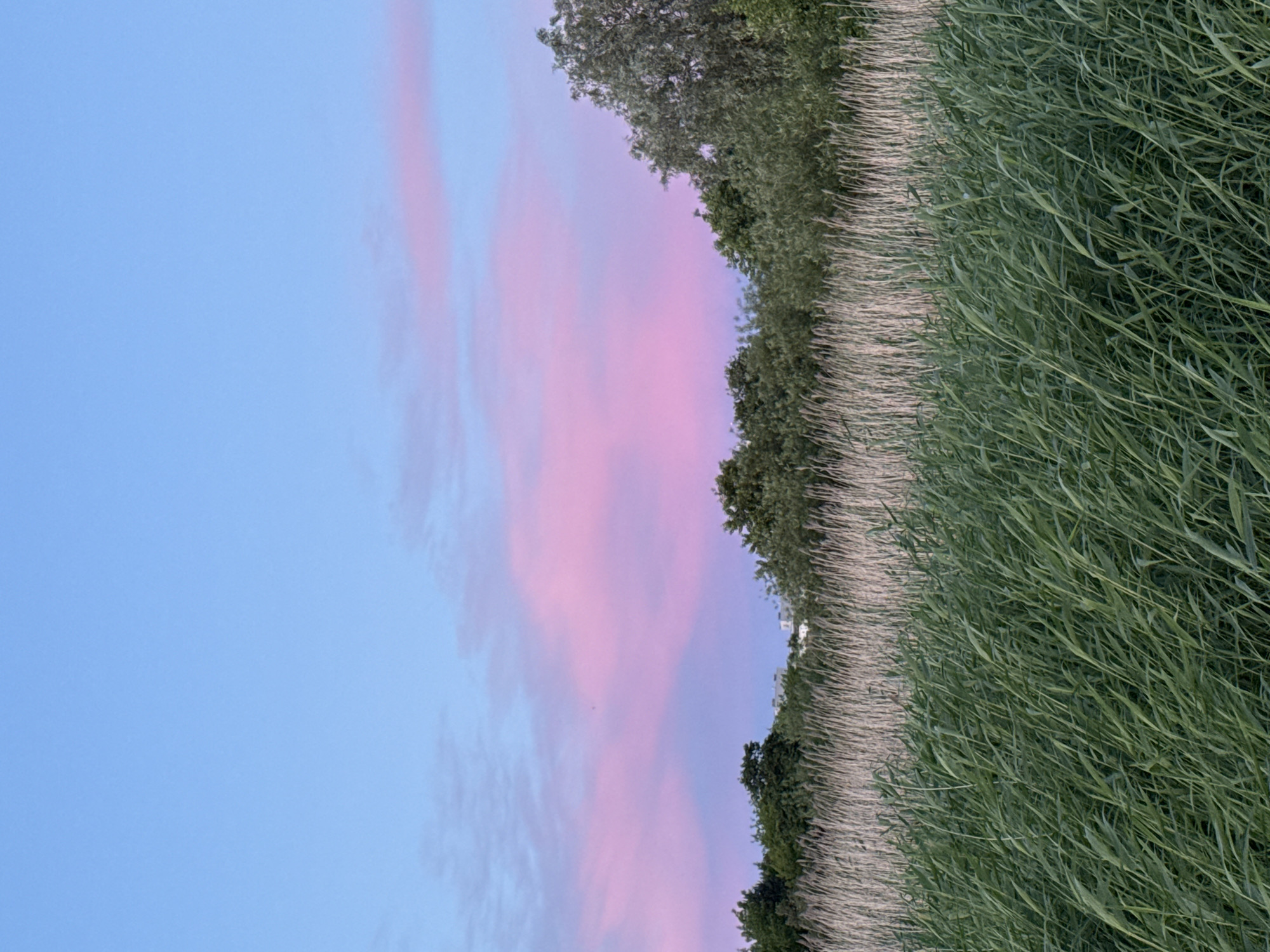 The image captures a serene natural landscape under a twilight sky. The sky transitions from a soft blue at the top to hues of pink and purple, indicative of sunset or sunrise. Wisps of pink clouds are scattered across the sky. In the middle ground, a dense line of trees with lush green foliage forms a natural boundary. Behind the trees, glimpses of modern white buildings are visible, suggesting an urban fringe or a developed area nearby. The foreground is dominated by a field of tall, green grass and reeds, swaying gently, creating a sense of depth and movement. The overall impression is one of tranquility and natural beauty coexisting with hints of human presence. The specific location is likely a park or natural reserve on the outskirts of Tallinn, Estonia, such as the area near Pirita or Lahemaa National Park, known for its coastal reed beds and proximity to urban areas. There are no people or animals visible in the frame.