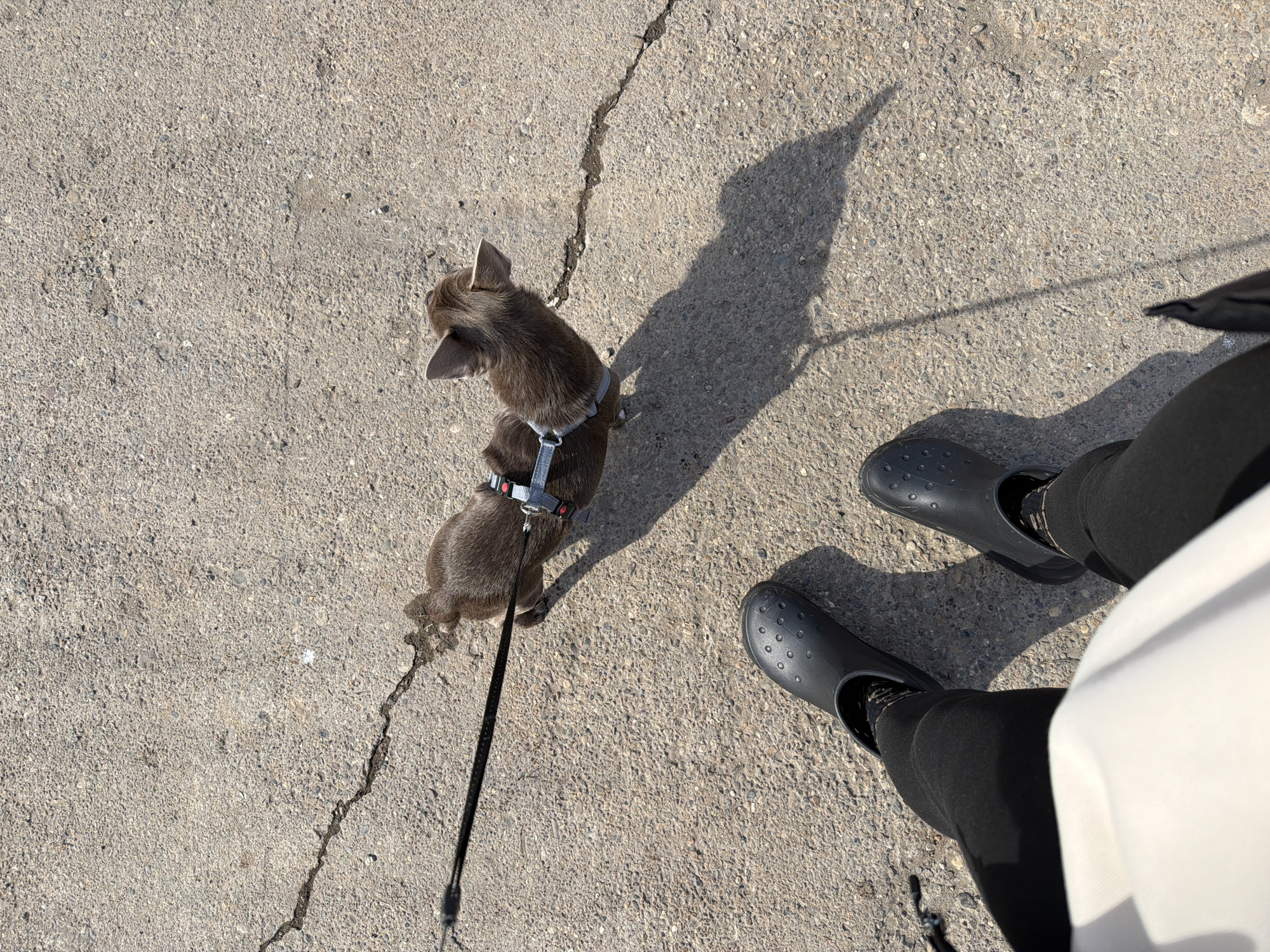 A small, gray-brown Chihuahua wearing a gray harness and black leash stands on cracked concrete. The dog is positioned to the left of the frame, facing away from the viewer. To the right, a person's legs clad in black leggings and black Crocs are visible. The person is wearing a cream-colored garment. The scene is outdoors, lit by sunlight, casting a shadow of the dog and leash on the concrete. The specific location in Votkinsk, Russia, is not discernible from the image.
