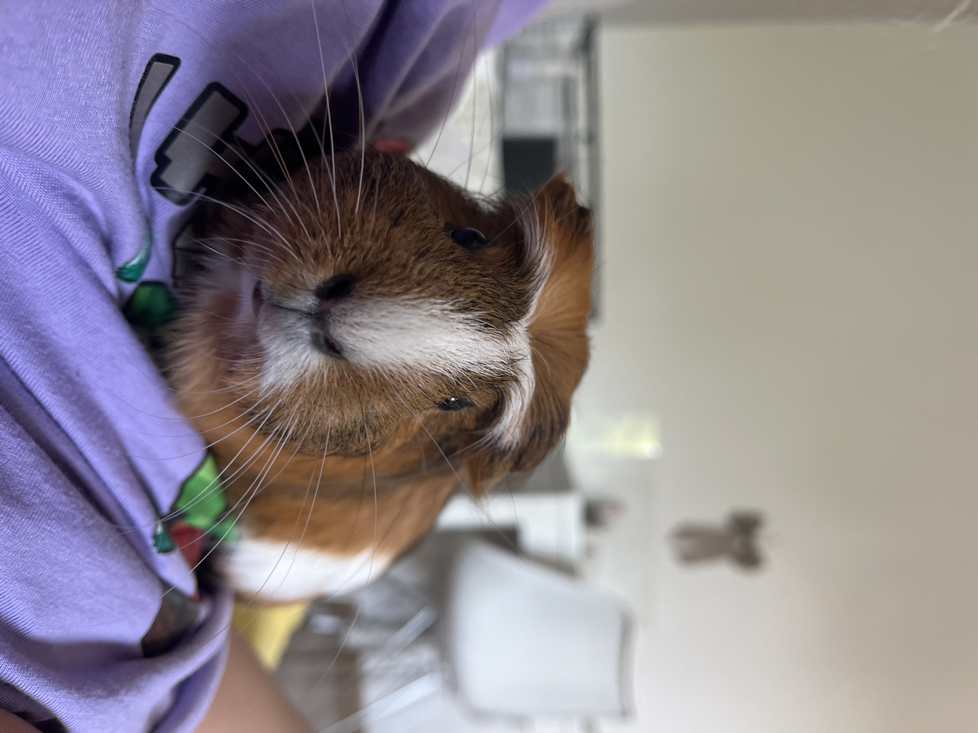 A close-up, eye-level shot features a guinea pig held by an unseen person. The guinea pig, a mix of brown, orange, and white fur, is positioned centrally in the frame, looking directly at the camera. Its white blaze on its forehead is prominent, with whiskers fanning out around its nose. The guinea pig rests on a person's lap, wearing a light purple t-shirt with a graphic design of gray shapes. The background is blurred, showing what appears to be an indoor domestic setting with furniture and a wall. The lighting is soft and natural, suggesting it was taken during the daytime. The image is sharp and clear, with the guinea pig in sharp focus.