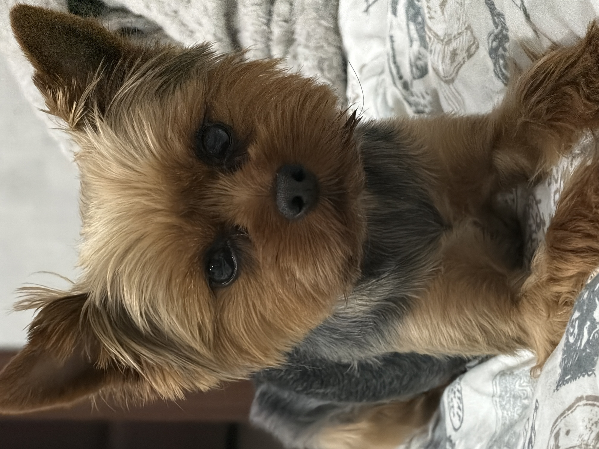 A Yorkshire Terrier dog with tan and grey fur is lying on a patterned blanket. The dog's face is prominent, with dark eyes and a black nose. Its ears are perked up and covered in tan fur. The dog's body is partially visible, with its tan front legs resting on the blanket. The background is blurred, but appears to be indoors. There is no indication of the location being in Krasnoborskoye, Russia.