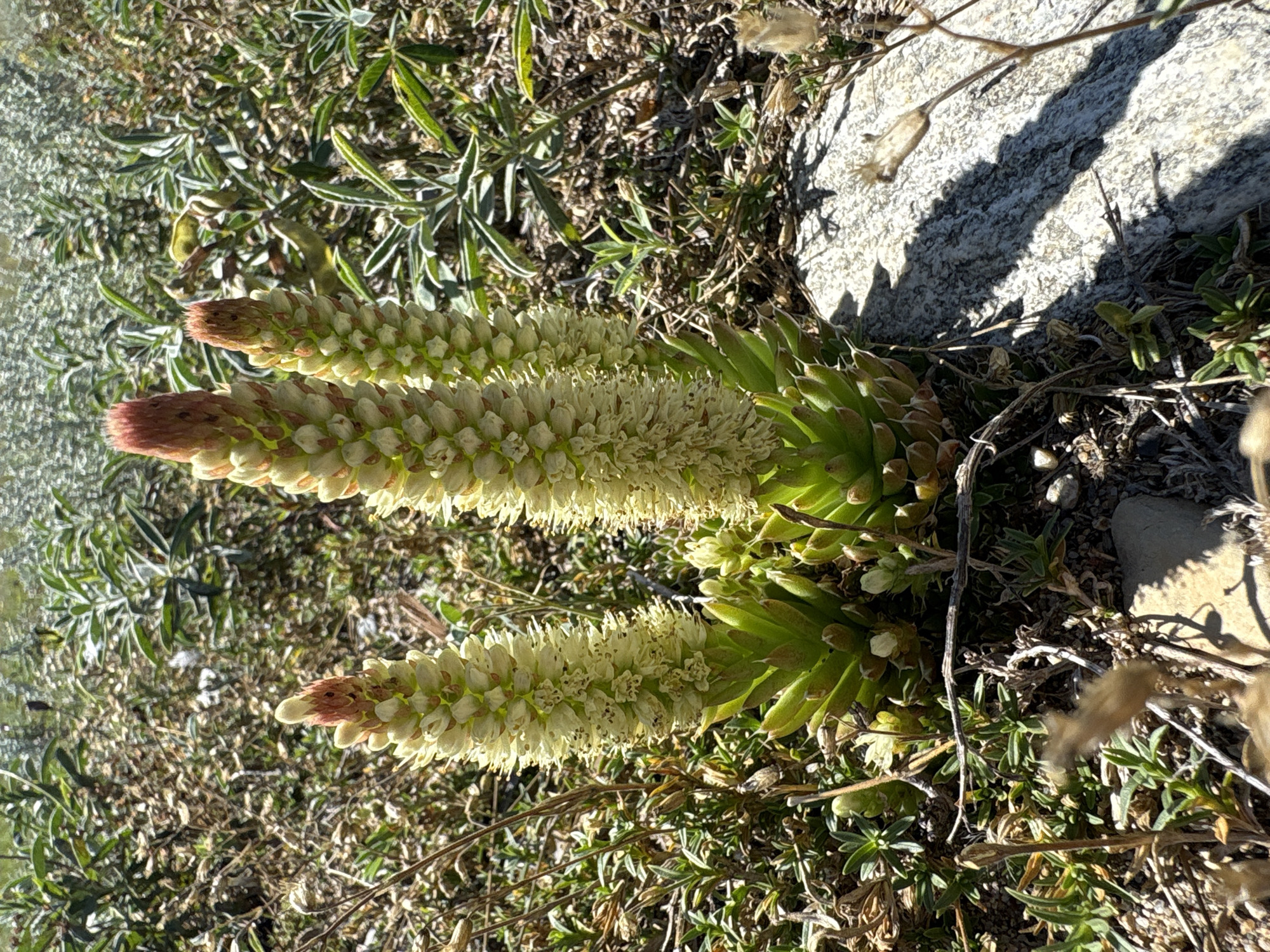 Three tall, pale yellow flower stalks rise from a cluster of green succulent leaves in a dry, rocky, and sparsely vegetated environment. The flower stalks are conical, densely packed with small blooms, and topped with reddish-pink tips. One stalk is closer to the foreground on the left, and the other two are positioned behind and slightly to the right. The ground is covered in dry grass, twigs, and small stones. A large, grey, textured rock with a distinct shadow is visible in the lower right quadrant of the image. The background consists of more low-lying green and dry vegetation. The image appears to be taken on a sunny day. The location is identified as Bugul'deika, Russia.