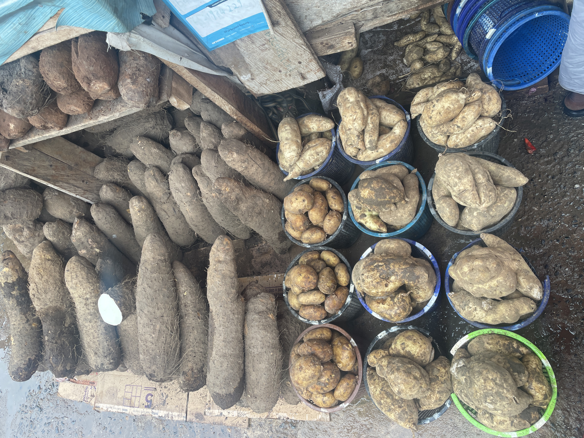 The image depicts an outdoor market scene, likely in Abuja, Nigeria, showcasing a large quantity of yams and potatoes. The produce is arranged in piles and baskets, some of which are colorful plastic containers. The ground appears wet, suggesting recent rain or a damp environment, common in tropical climates. The yams are varied in size and shape, with rough, brown skin. Some are stacked in long rows, while others are loosely piled. The potatoes are smaller and rounder, also with brown skin, and are mostly contained within baskets. There is a wooden structure visible, possibly a stall or shelving unit, made of rough-hewn planks. Some of the produce is covered with a light blue tarp. The lighting is natural, indicating it's daytime. The overall impression is one of a busy, earthy market, typical of food distribution hubs in West Africa.