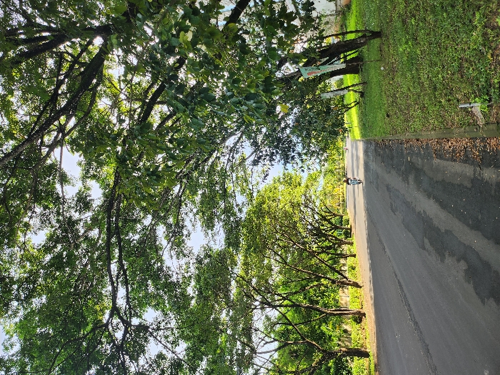 The image displays an asphalt road under a dense canopy of trees, indicating a daytime scene in Pecatu, Indonesia. The road is dark grey with several lighter, possibly damp, patches, and extends into the distance, appearing to curve slightly right. No lane markings are visible.
Flanking both sides of the road are green grass verges. On the left, a continuous line of trees with dark trunks and vibrant green foliage parallels the road. Beyond these trees, a darker, possibly hedged barrier or dense vegetation is discernible.
On the right side, the grass verge is wider, featuring younger trees and several vertical banner-like objects—white, green, and possibly orange/red—attached to slender poles or tree trunks. Further back on the right, a light-colored building or wall is partially visible through the foliage.
Overhead, a thick canopy of broad-leafed trees with dark branches largely obscures the sky, allowing bright, diffused sunlight to filter through.
In the mid-ground, a single individual wearing dark attire and a helmet is operating a light-colored scooter or motorcycle, traveling away from the viewer on the right side of the road. No other persons or vehicles are present.
