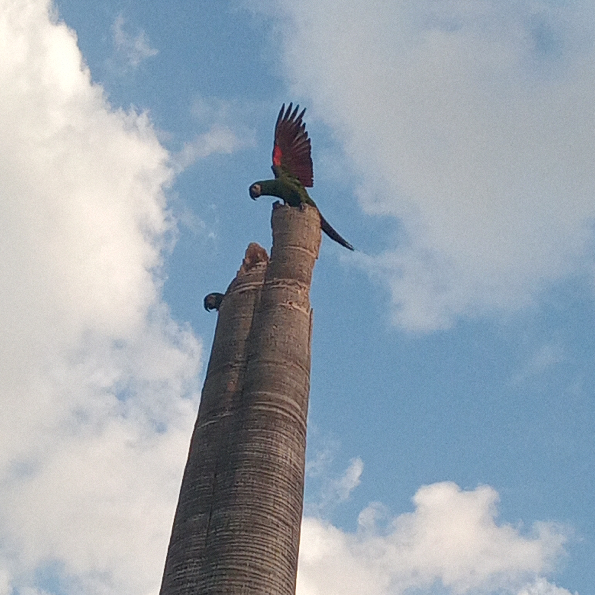 A wide, low-angle shot depicts two red-shouldered macaws perched on a truncated palm tree trunk. One macaw sits at the apex of the trunk with its left wing extended upward, revealing red plumage under the wing. The second macaw is perched lower down on the trunk. The backdrop is a bright blue sky with scattered white clouds. This image was taken in El Limón, Venezuela.