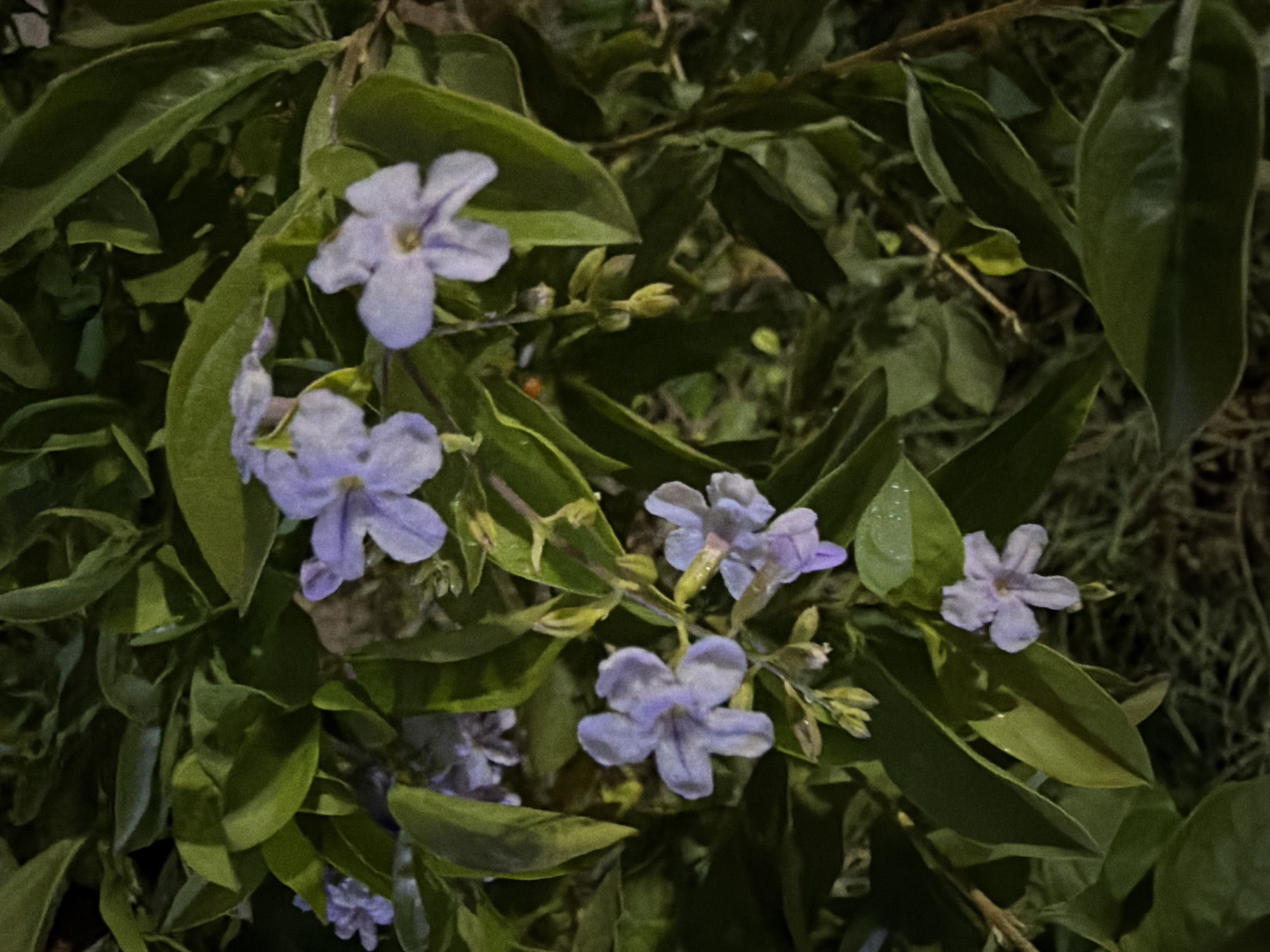 The image shows a close-up of a flowering shrub, possibly Duranta erecta (Skyflower), surrounded by green leaves. The flowers are light purple with five petals. The scene appears to be lit by artificial light. The location in Ciudad Guayana, Venezuela is unknown, because there is nothing in the image to identify a location. There are no people or interactions visible in the image.