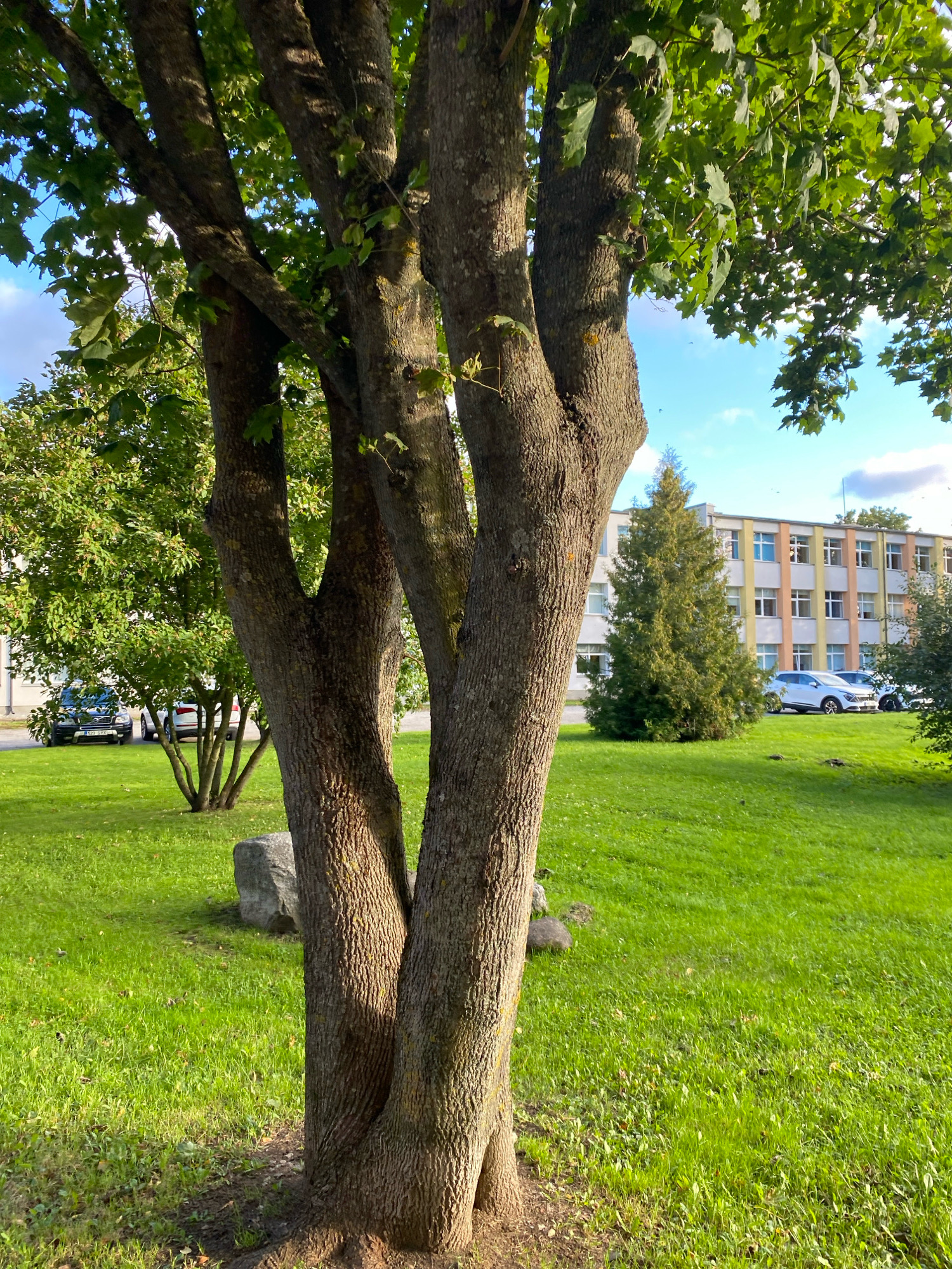 This is a full, eye-level, outdoor, daylight, vertical shot featuring a large tree with multiple trunks in the foreground. The tree has rough, textured bark and is covered in lush green leaves, some of which are illuminated by sunlight. Beyond the tree, a vibrant green lawn stretches out. In the middle ground, a tall, conical evergreen tree stands prominently. Further back, a multi-story building with a colorful facade of yellow, orange, and white panels and numerous windows is visible. Two cars are parked on a paved area near the building, and a third car is parked on the grass to the right of the evergreen tree. The sky above is blue with scattered white clouds. The scene appears to be a park or a campus area in the city of Kohtla-Järve, Estonia.