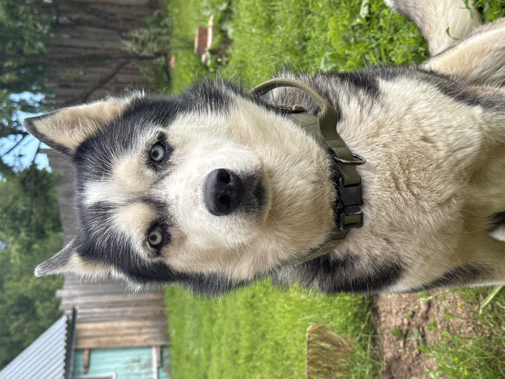 A close-up, eye-level, medium shot shows a husky dog sitting in an outdoor environment. The dog is facing the camera with a neutral expression. Its fur is primarily black and white, with distinctive markings around its eyes and on its face. The dog is wearing a dark green collar with a black buckle. The background consists of green grass, a wooden fence, and part of a small wooden structure, suggesting a rural or suburban setting. The lighting is natural, indicating daylight. There are no people visible in the image. The scene could be located in Rusalevka, Russia, given the architectural style of the building and fencing which is consistent with typical rural Russian dwellings.