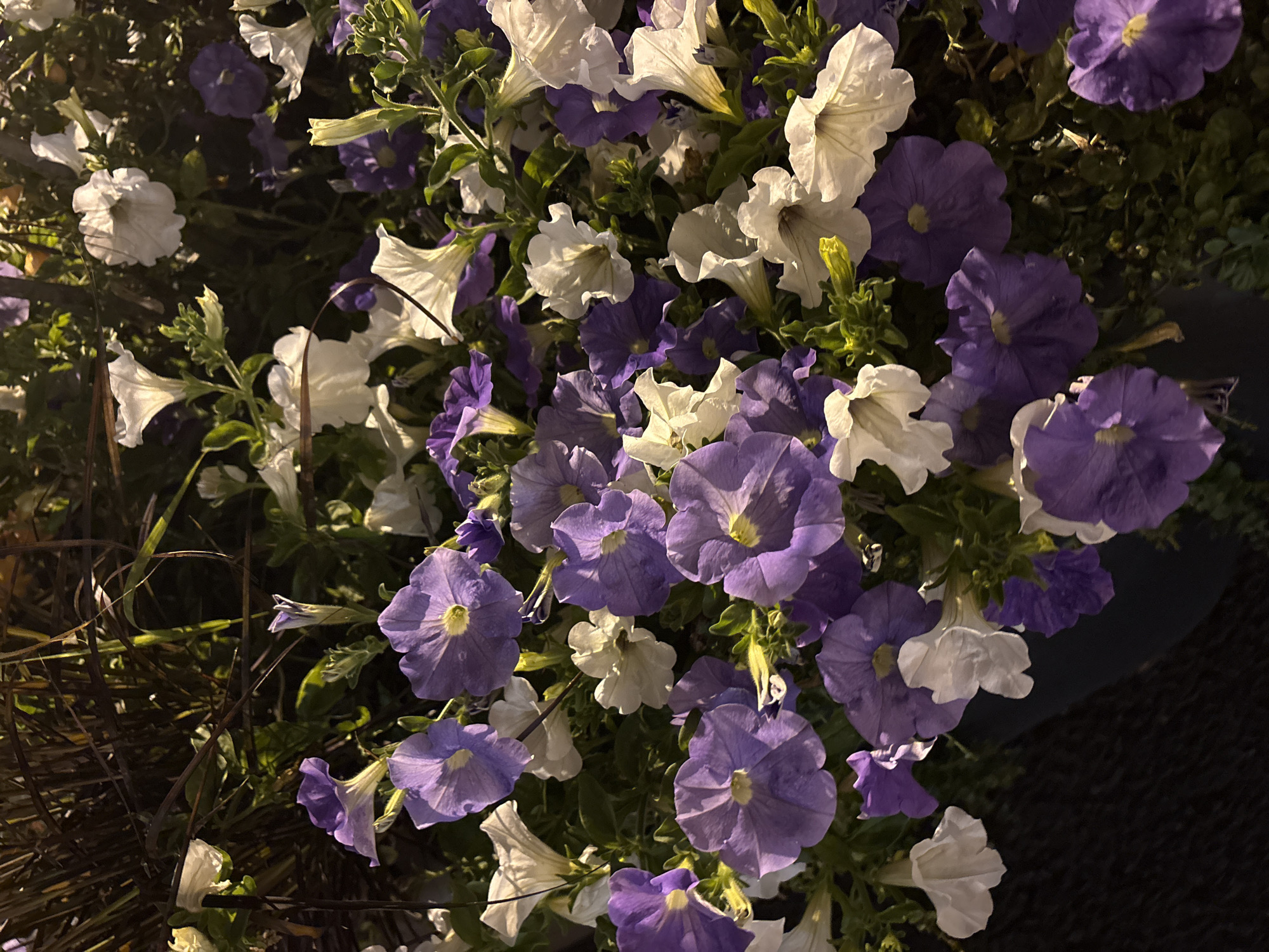 The image shows a close-up of a hanging basket filled with blooming petunias, a mix of vibrant purple and white flowers. The flowers are lush and abundant, with their trumpet-shaped petals fully open, revealing their yellow centers. The leaves are a deep green, providing a rich backdrop to the colorful blossoms. Some of the flowers are in focus, showcasing their delicate textures and soft light, while others are slightly blurred, creating a sense of depth and movement. The lighting suggests it might be evening or a shaded area, with some flowers catching the light more than others. The dark background appears to be foliage or possibly the dark material of the hanging planter. There are no people or animals visible in the image. The scene is purely botanical, focusing on the natural beauty of the flowers.
There is no information in the image to determine its location in Saint Petersburg, Russia.