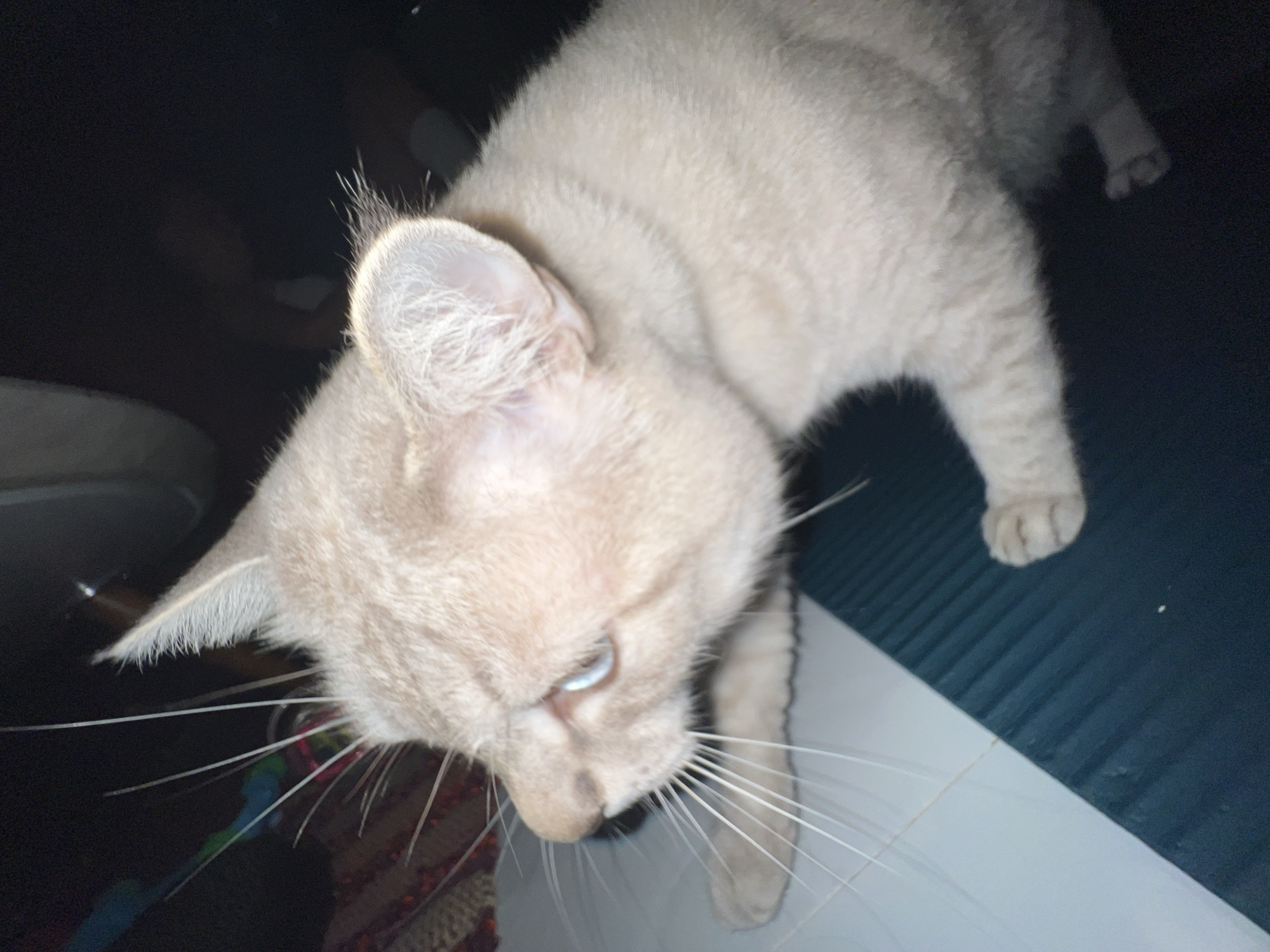 An overhead shot captures a light-colored cat with pale cream or very light ginger fur and striking blue eyes. The cat is looking downwards and slightly to its right, with its head tilted, and its body extending partially into the dark background. Its prominent, long white whiskers spread out from its muzzle. The cat's fur appears short and soft, and the insides of its ears show a hint of pink.
The setting is indoors, characterized by low light conditions and a predominantly dark background. The cat is positioned on a surface that consists of two distinct parts: a bright white, flat area and an adjoining dark blue or dark green textured section, which appears to be ribbed or grooved. A small portion of a colorful, woven textile, possibly a rug or blanket, is visible beneath the cat's chin. One of its paws is visible at the edge of the textured surface. No people are present, and there is no visible text in the image.
