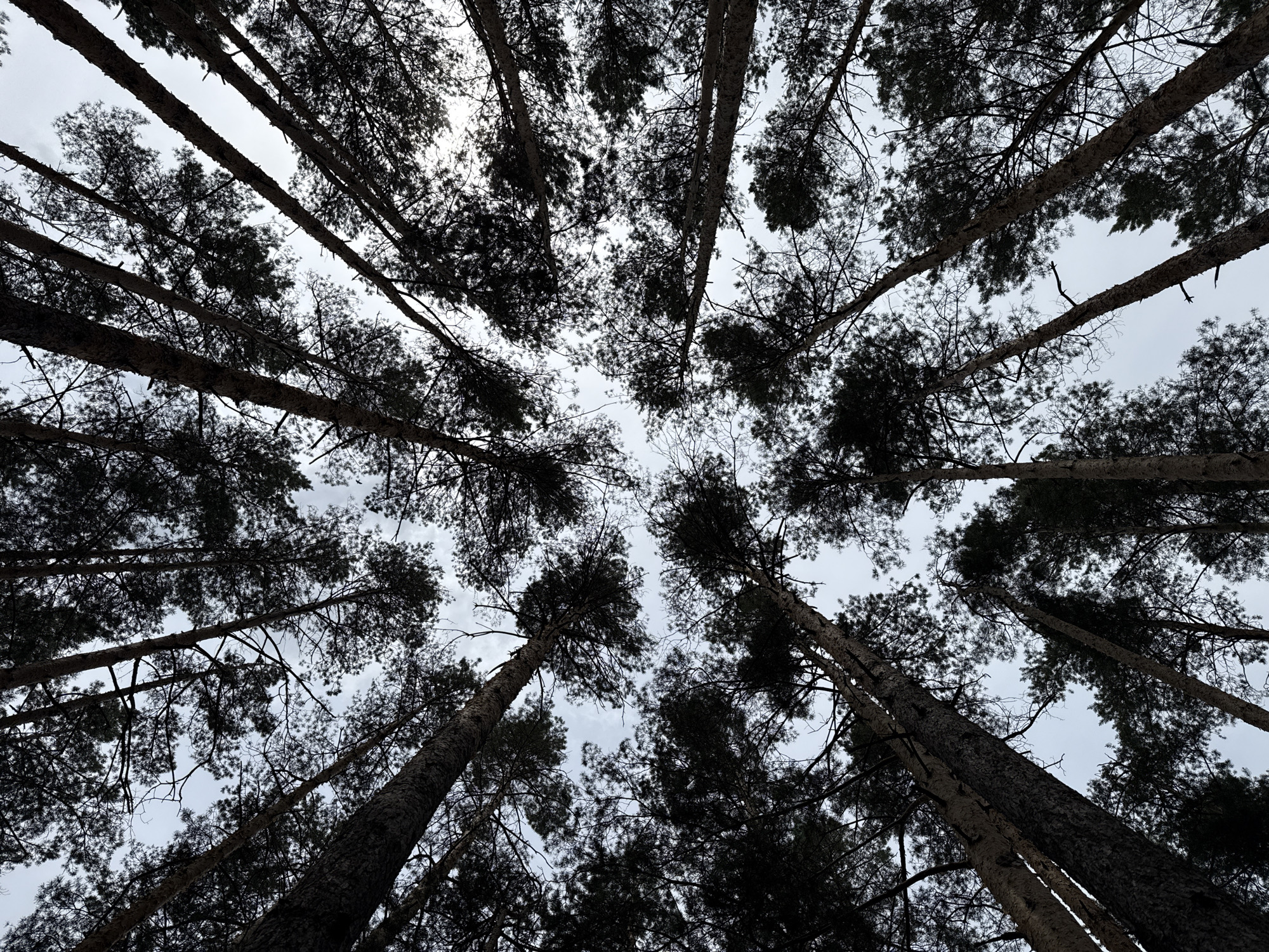A low-angle, upward-looking photograph captures a dense canopy of tall pine trees silhouetted against an overcast, light gray sky. Multiple dark, textured tree trunks ascend from the lower edges of the frame, appearing to converge towards the upper center due to perspective. Their branches and needle-like foliage form intricate, dark patterns that partially obscure the sky. Patches of brighter, featureless sky are visible between the foliage. No individuals, animals, man-made structures, or specific activities are depicted. The scene is located in Mykolaivka, Ukraine.