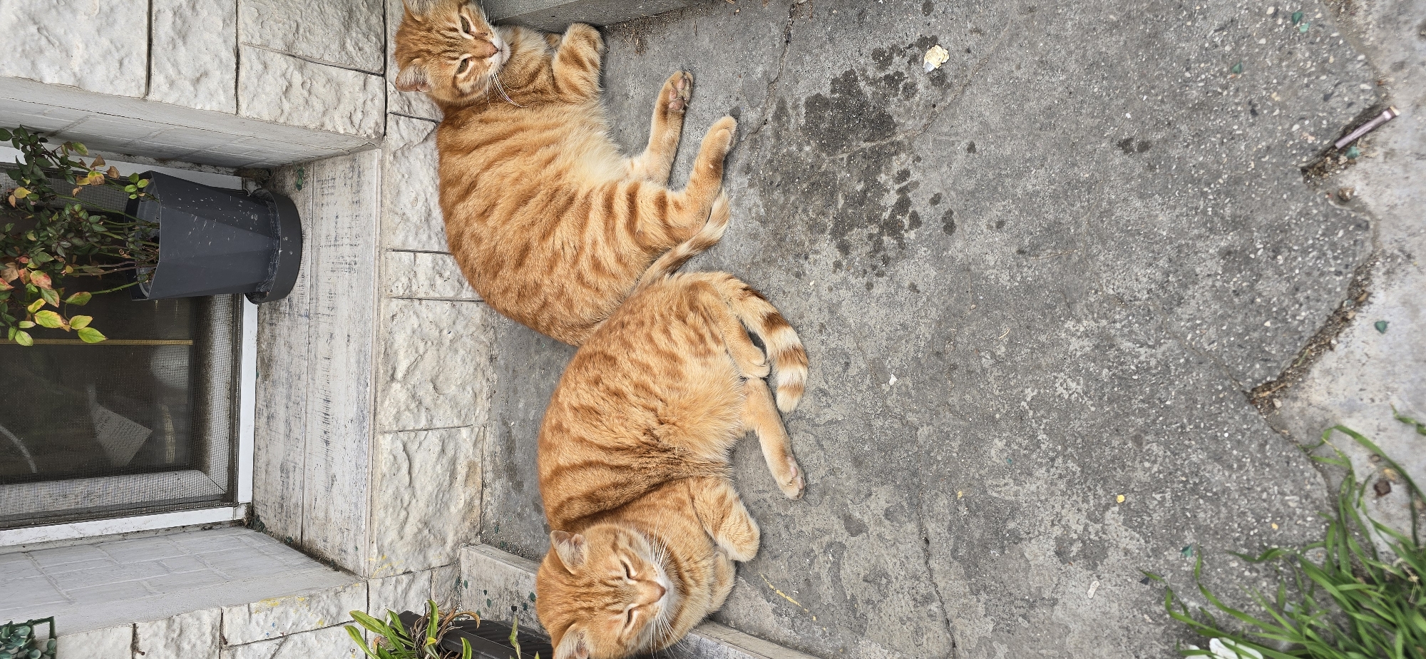 Two orange tabby cats are lying down on a concrete surface, with part of the cats resting on a stone tiled step. A window and a black flowerpot are on the left side of the image. Green vegetation is present near the bottom of the image. A partial view of the ground and additional vegetation are visible on the right. The image appears to be taken outdoors. The exact location within Burgas, Bulgaria is not identifiable from the image.