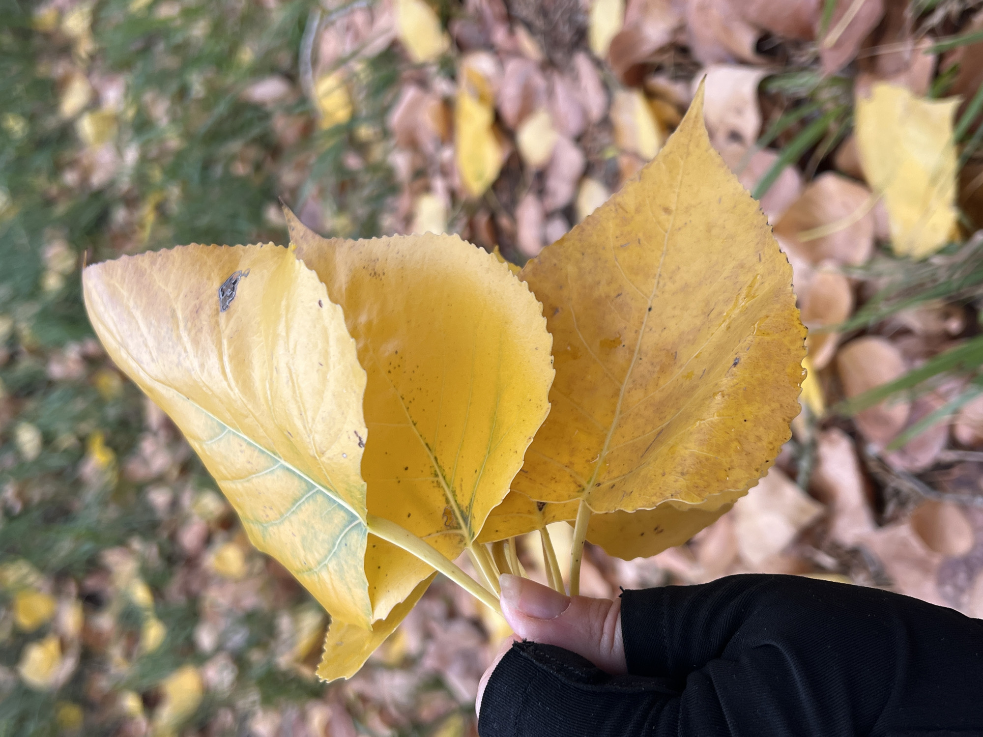 A person's hand, wearing a black glove, holds a cluster of three yellow leaves. The leaves are partially obscuring the background, which consists of fallen leaves and grass, suggesting an outdoor environment, possibly a park or forest floor. The leaves are a vibrant yellow with some green veins visible on the uppermost leaf. There are some small dark spots on the surface of the leaves. The background is blurred, with predominantly brown and yellow tones from the fallen foliage and hints of green grass. The scene is a close-up shot focusing on the hand and the leaves, with the background out of focus. There is no visible indication of the specific location being Desecabo, Spain; it is an outdoor autumnal scene.