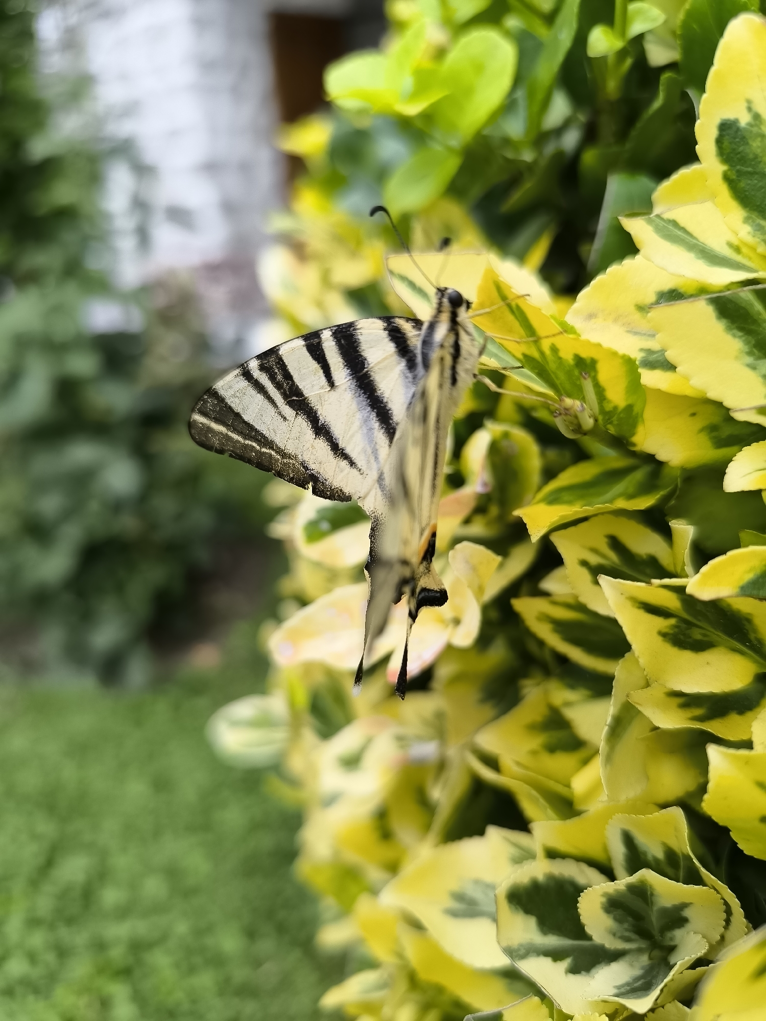 A butterfly with black and white striped wings rests on a variegated yellow and green leaf. The butterfly's body is black and its antennae are black and thin. The background is blurred, showing green foliage and what appears to be a building. The image was taken outdoors, likely in a garden or park setting.