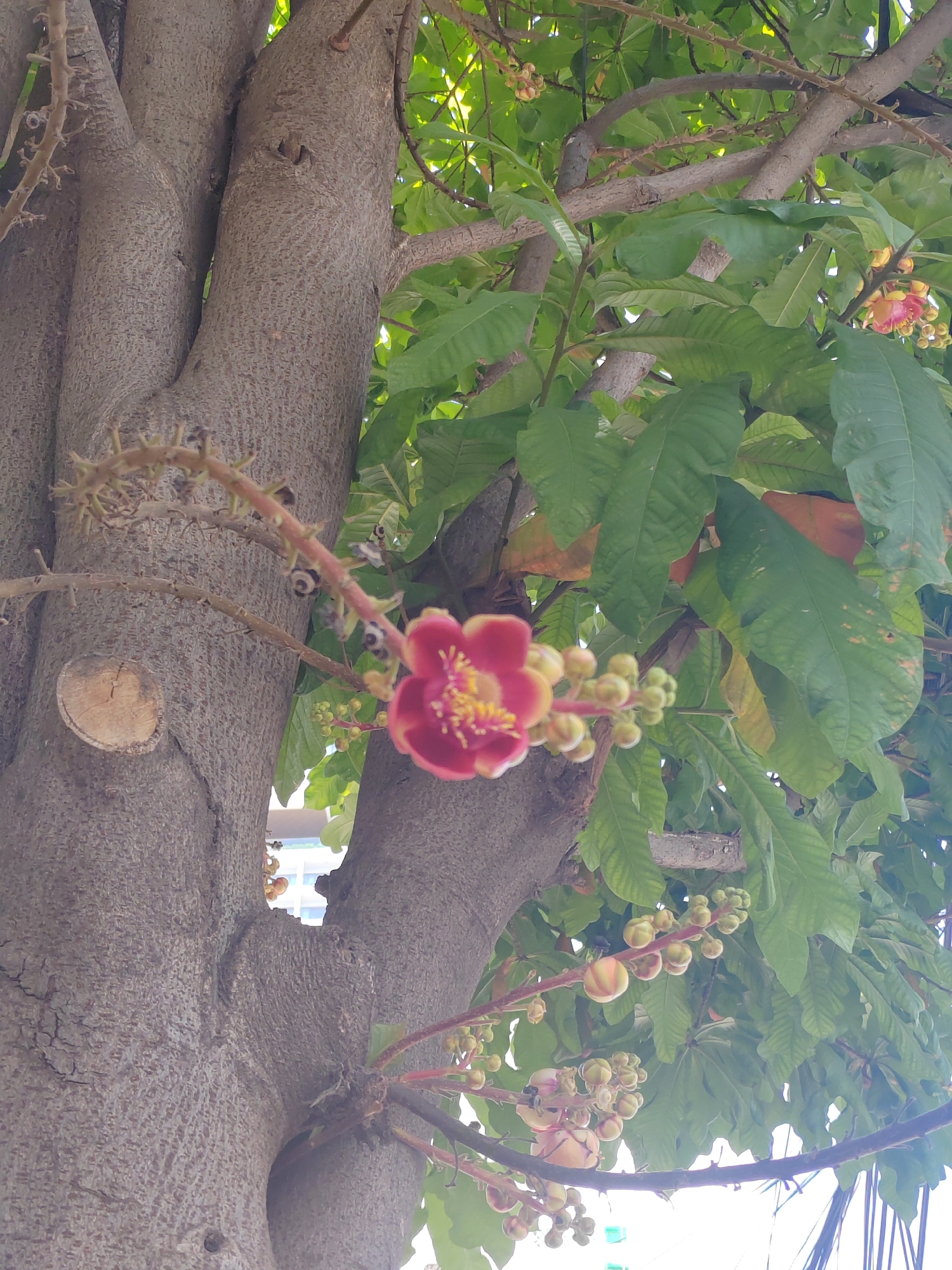 This vertical, medium-shot photograph showcases a Cannonball tree in the city of Nha Trang, Vietnam, with a focus on its unique flowers and buds. The tree trunk, a prominent feature on the left, is thick and textured, showing signs of age with a visible cut on the lower left portion. From the trunk, branches extend outwards, adorned with a profusion of large, dark green leaves.
The star of the image is a single, mature flower in the mid-left foreground. It's a striking, cup-shaped bloom with delicate, pinkish-red outer petals and a vibrant yellow center. Extending from the stem near the flower are numerous buds, clustered together and varying in size and color from pale green to a pinkish hue. Some of these buds are elongated with striations, hinting at their developing form. A few other flowers and buds are visible further into the foliage.
The background reveals glimpses of the urban environment of Nha Trang, with a hint of a building structure visible through the leaves, suggesting this tree is situated in a garden, park, or along a street. The lighting indicates it is daytime, with sunlight filtering through the leaves, creating a slightly dappled effect. There are no people or animals visible in the frame. The overall scene is one of natural beauty within an urban setting.