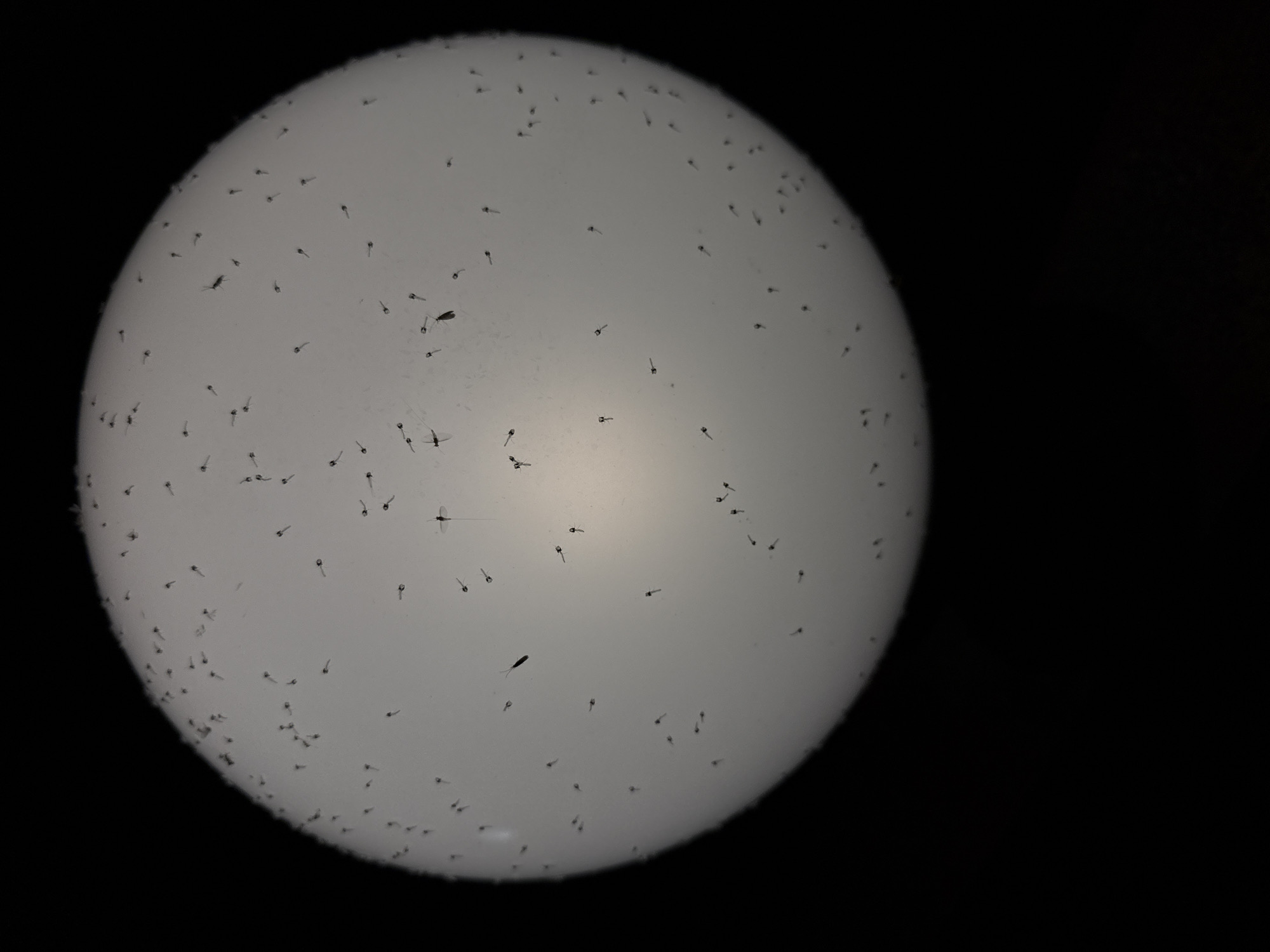The image displays a microscopic view of a swarm of mosquito larvae. The subjects are small, dark, tadpole-like organisms, each with a discernible head and tail, dispersed across a bright, circular field. Some larvae exhibit a more elongated body shape, while others appear more compact. A few larger, adult mosquitoes are also visible among the larvae, some with visible wings. The lighting suggests an artificial light source from above, creating a bright, diffused illumination. The background is black, indicating the absence of any surrounding environment, consistent with a laboratory or controlled setting. The image does not contain any elements identifiable with the city of Zolotoi Plyazh, Russia, or any human presence.